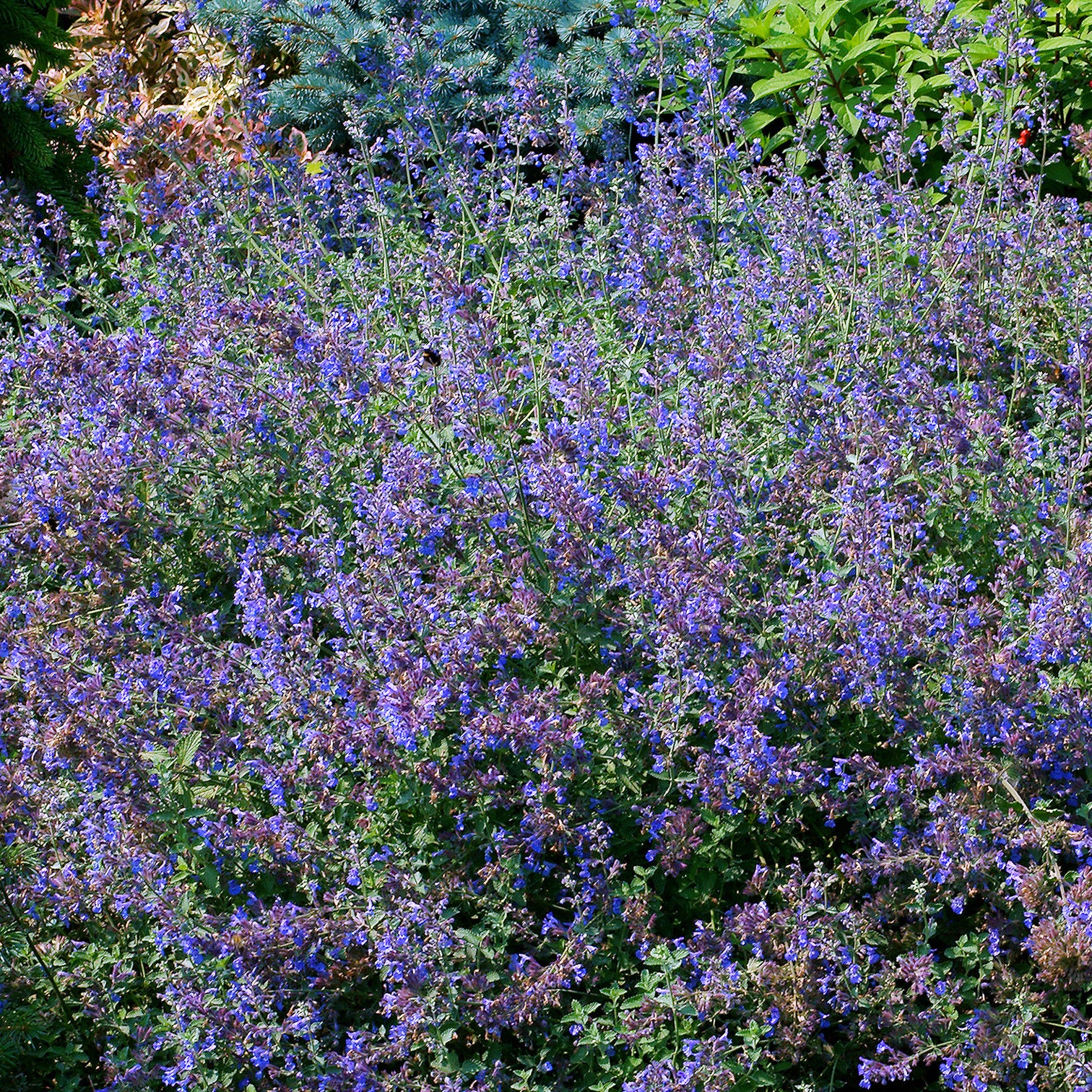Nepeta - Chataires