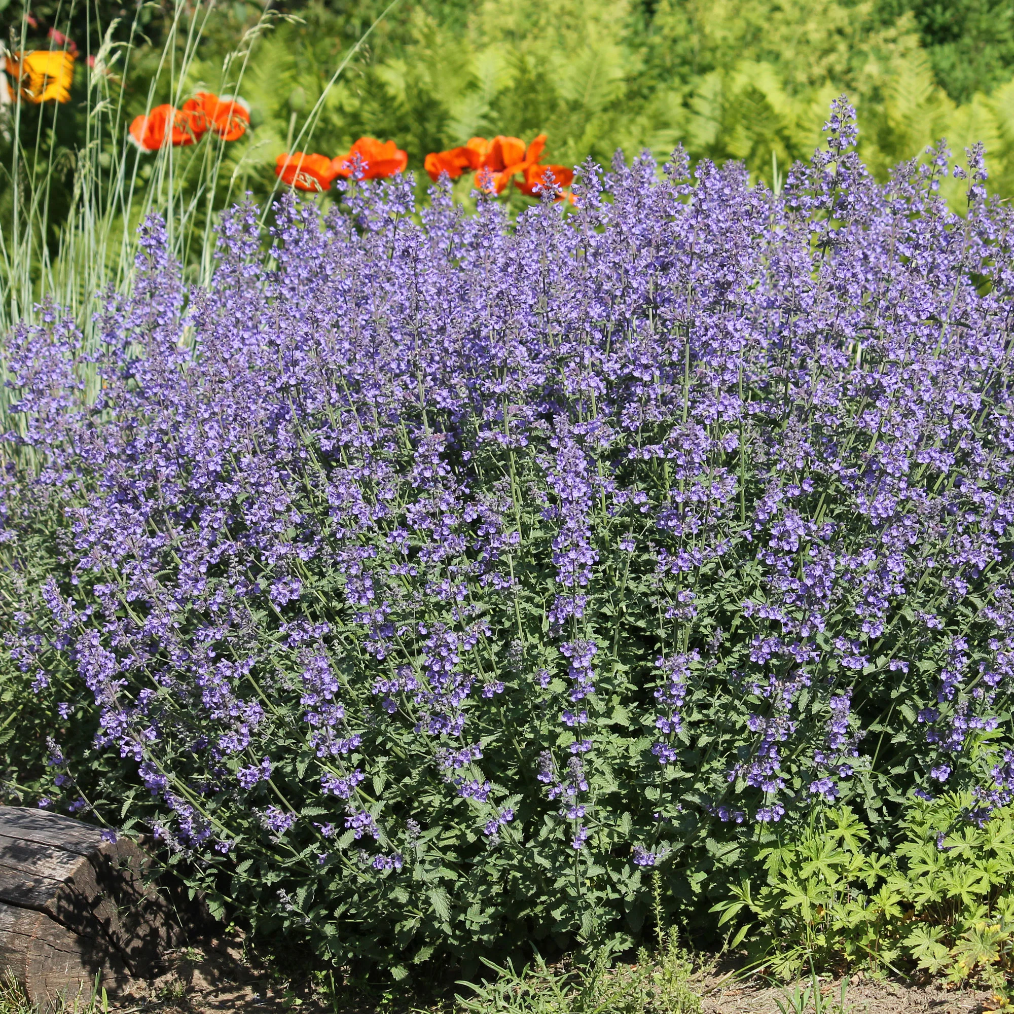 Nepeta - Chataires - Image 2