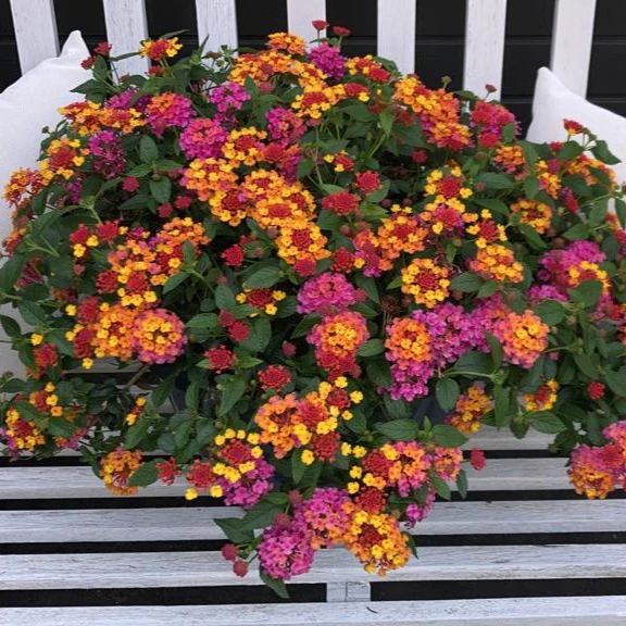 3 Lantana Passionfruit - Image 5