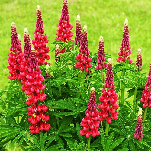 3 Lupins rouges - Image 4