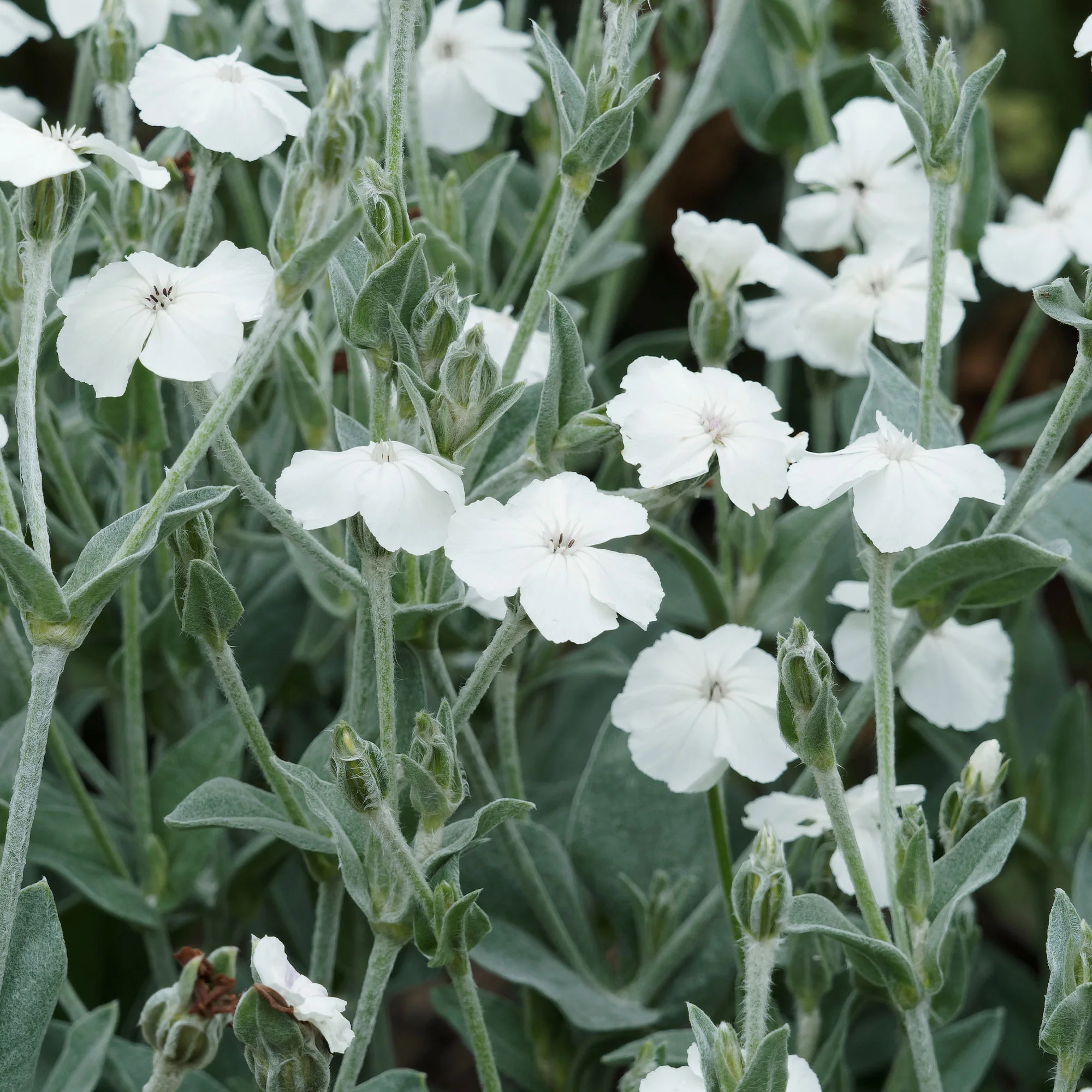 Coquelourde des jardins blanches - Image 2
