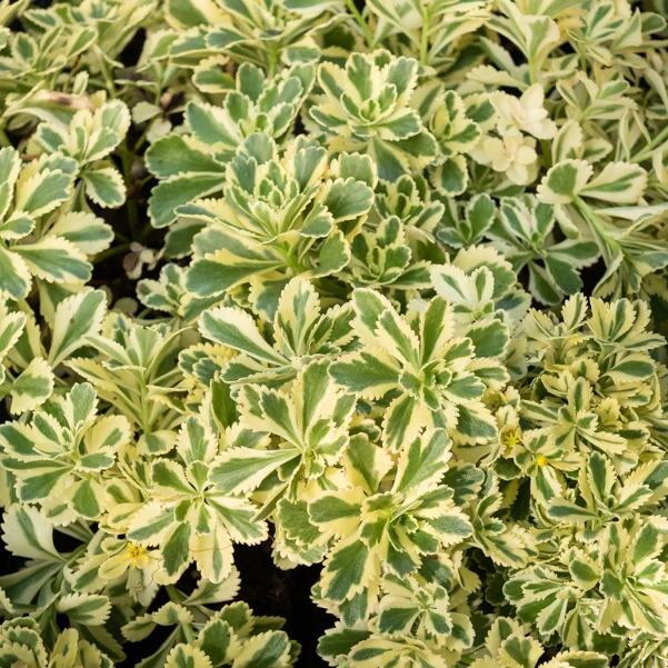 Sedum - Orpin panaché Atlantis