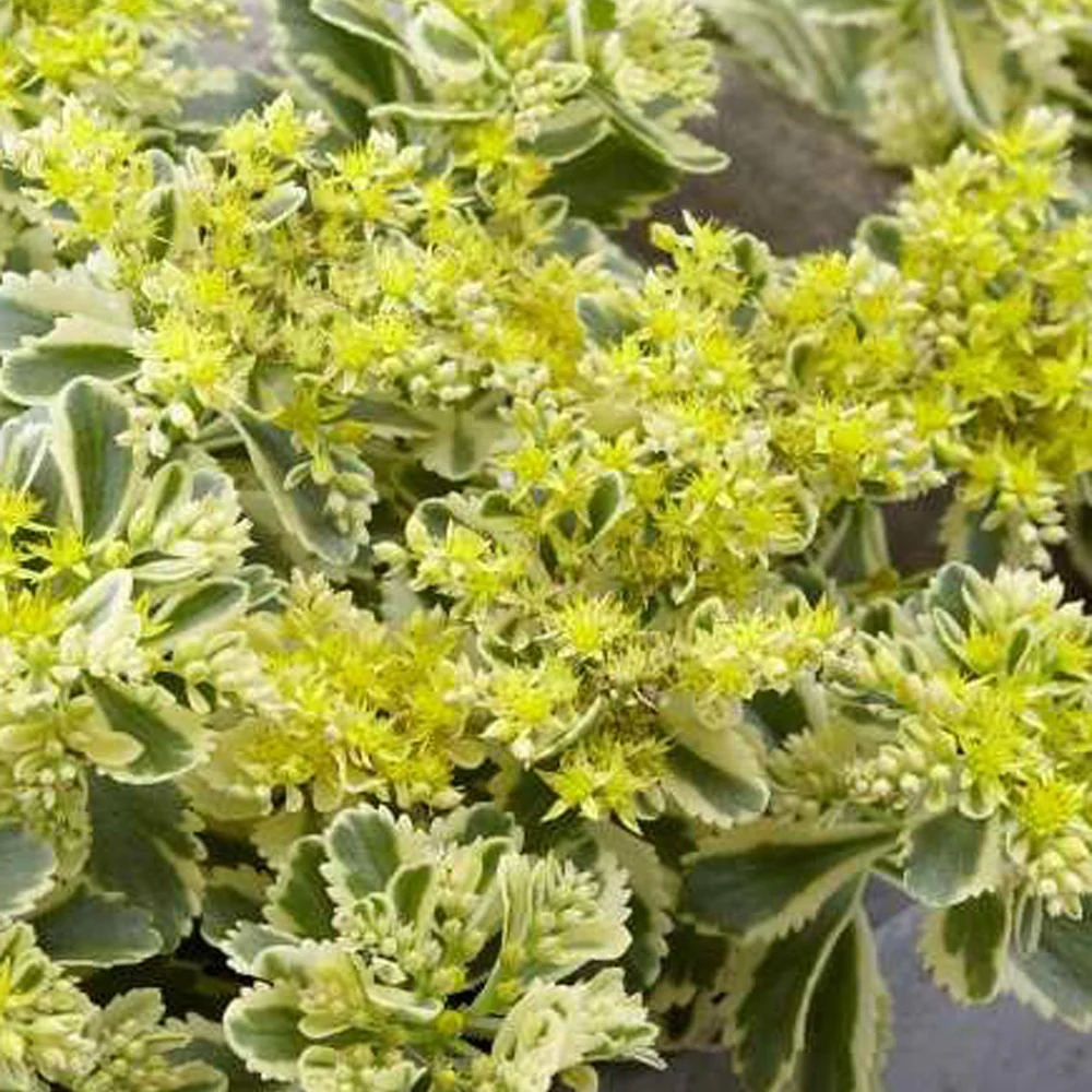 Sedum - Orpin panaché Atlantis - Image 2