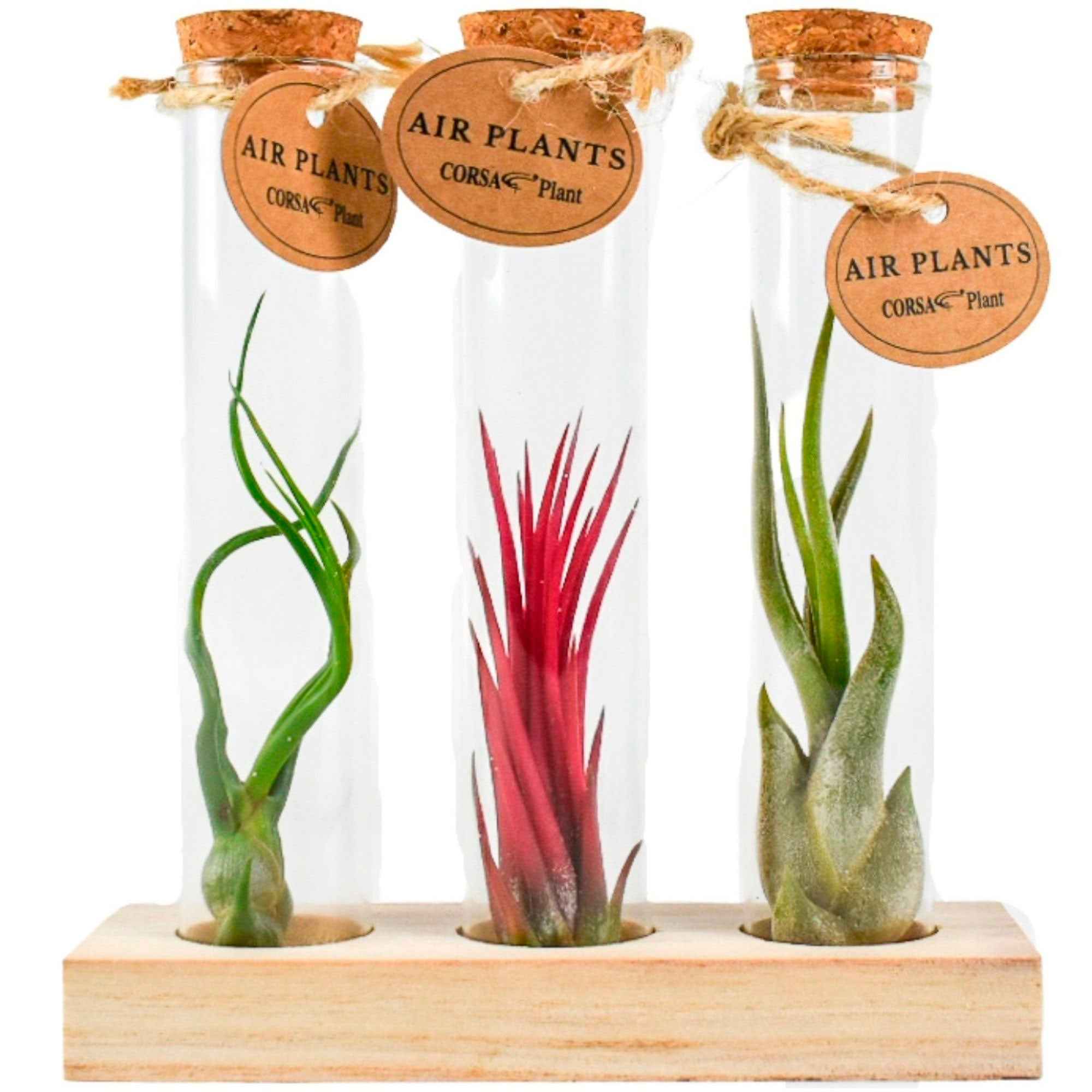 Tillandsias en mélange et tubes de verre - Image 2
