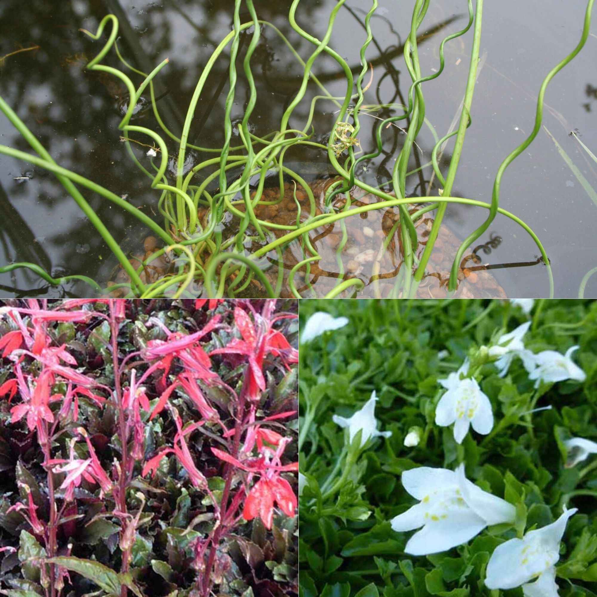 3 plantes de bassin avec panier et anneau de flottaison