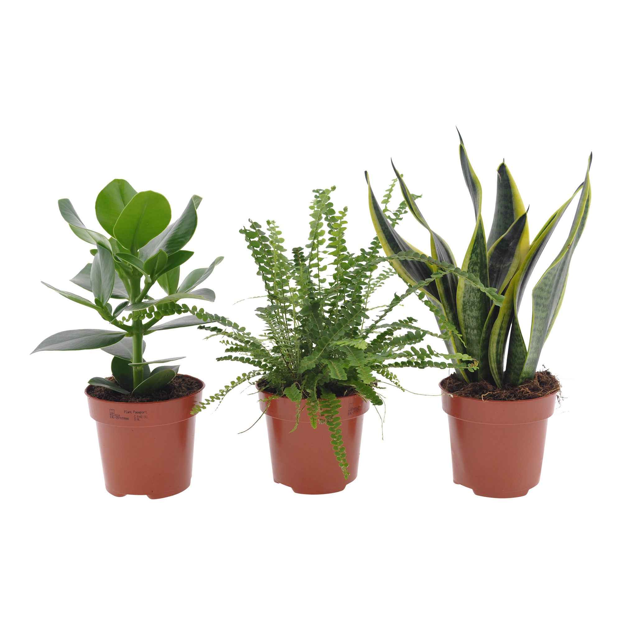 Collection de 3 plantes vertes pour petit espace - Image 2