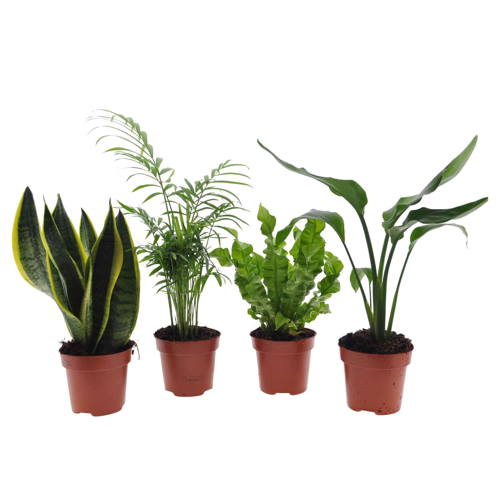 Collection de 4 plantes d'intérieur vertes - Image 2