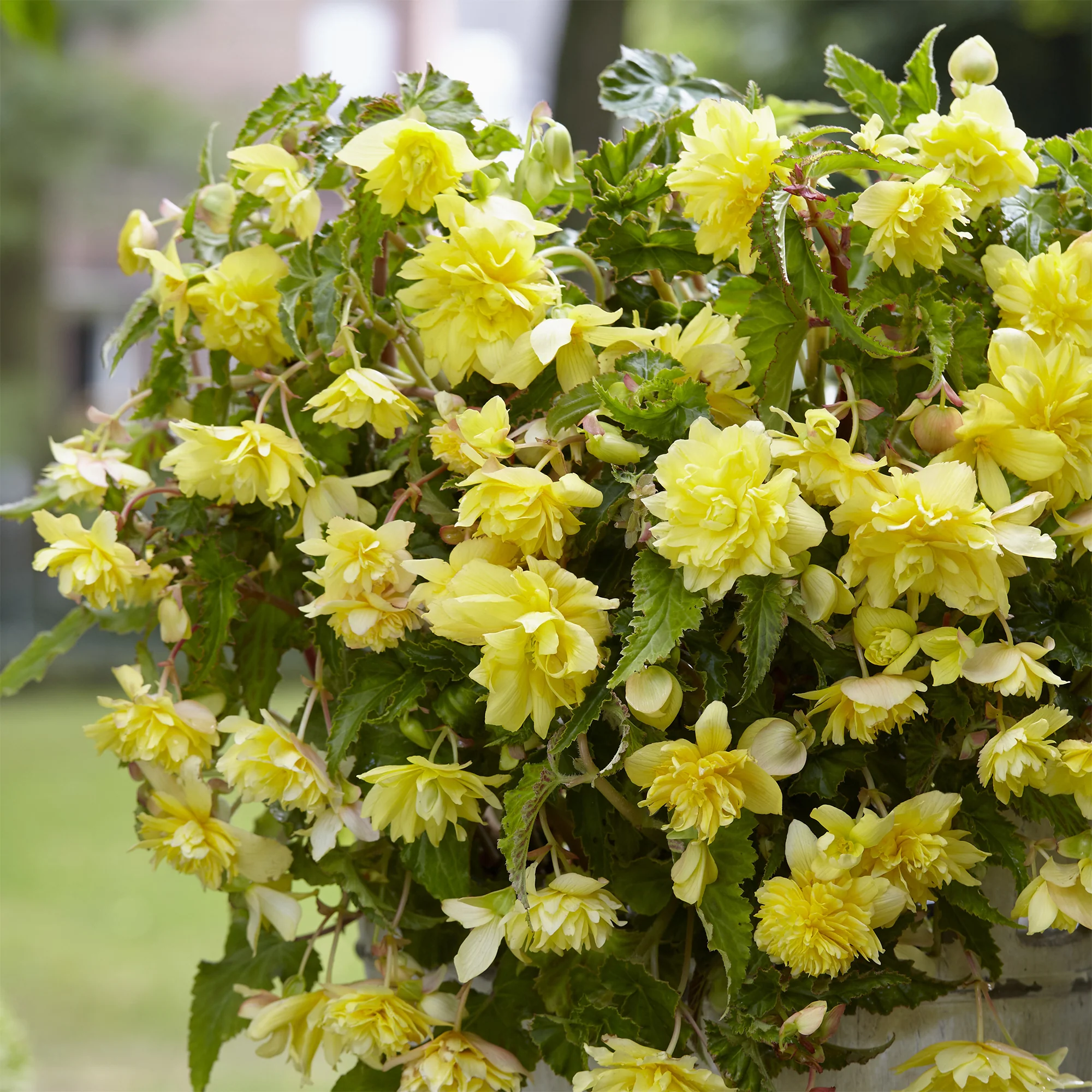 5 Bégonias retombants jaunes - Image 2