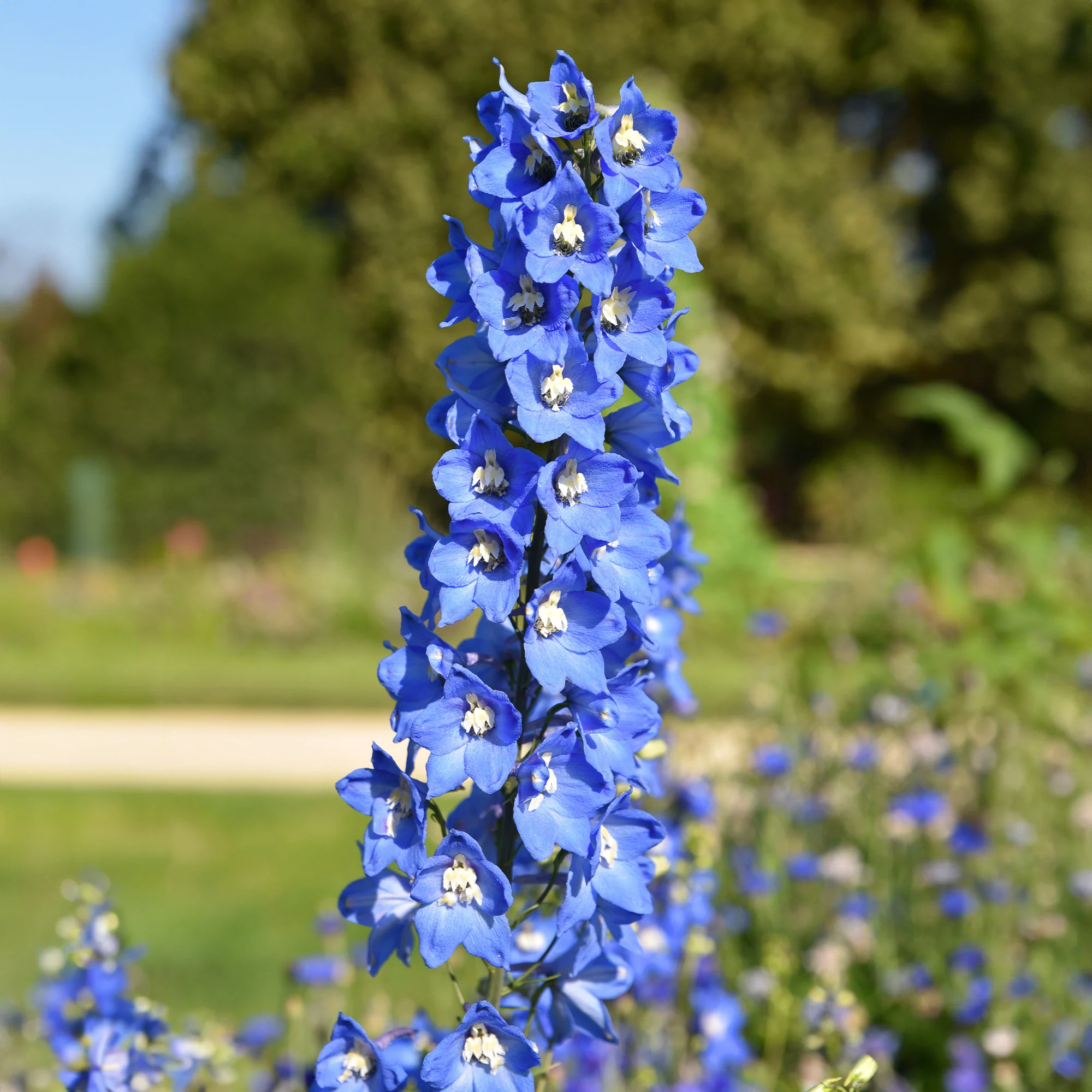 5 Delphiniums Ciel Bleu - Image 2
