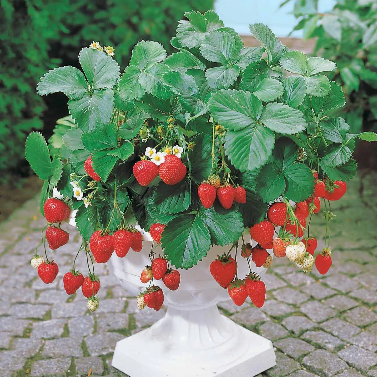 5 Fraisiers remontants Maestro ® COV 89.98.1