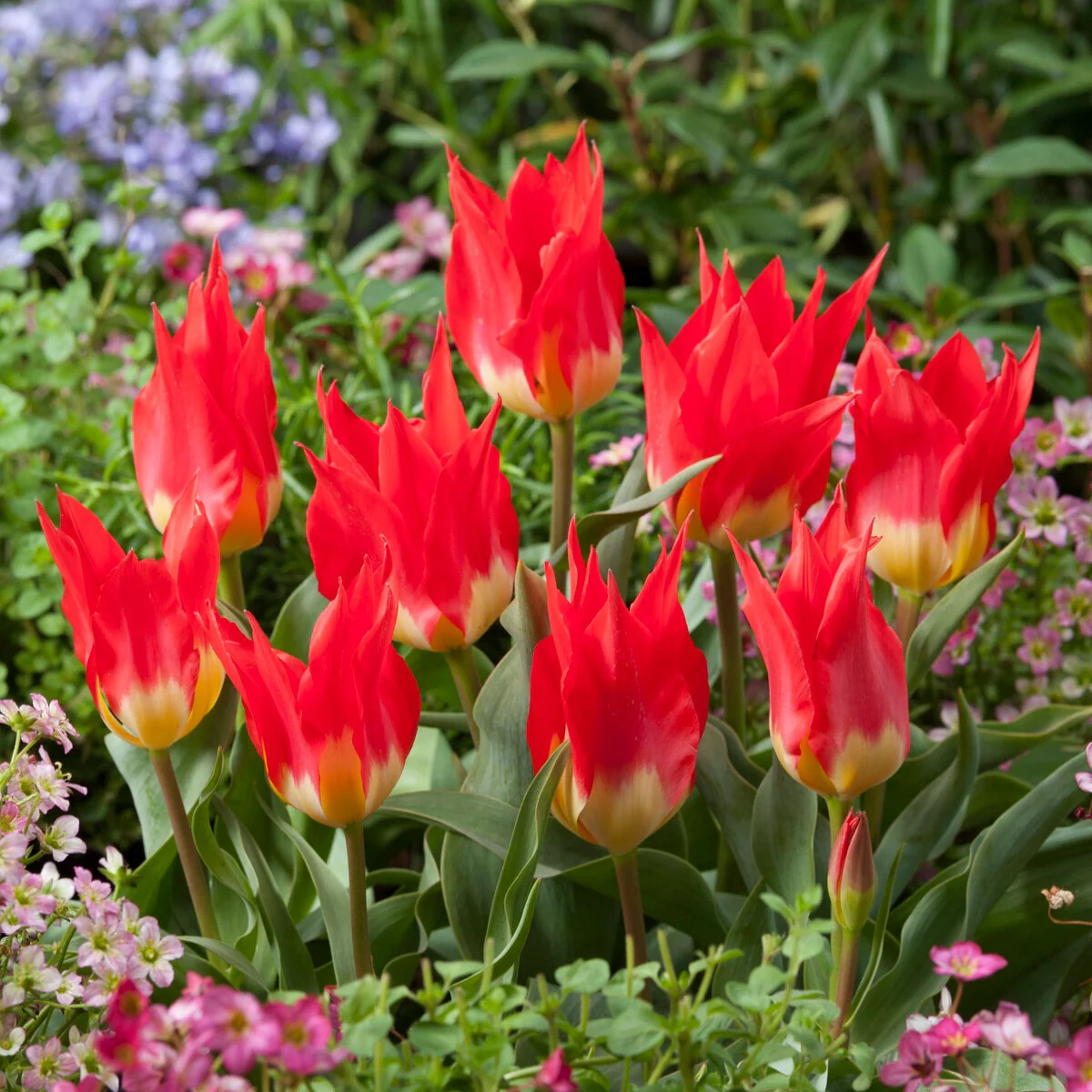 5 Tulipes 'Flames Mystery' - Image 3