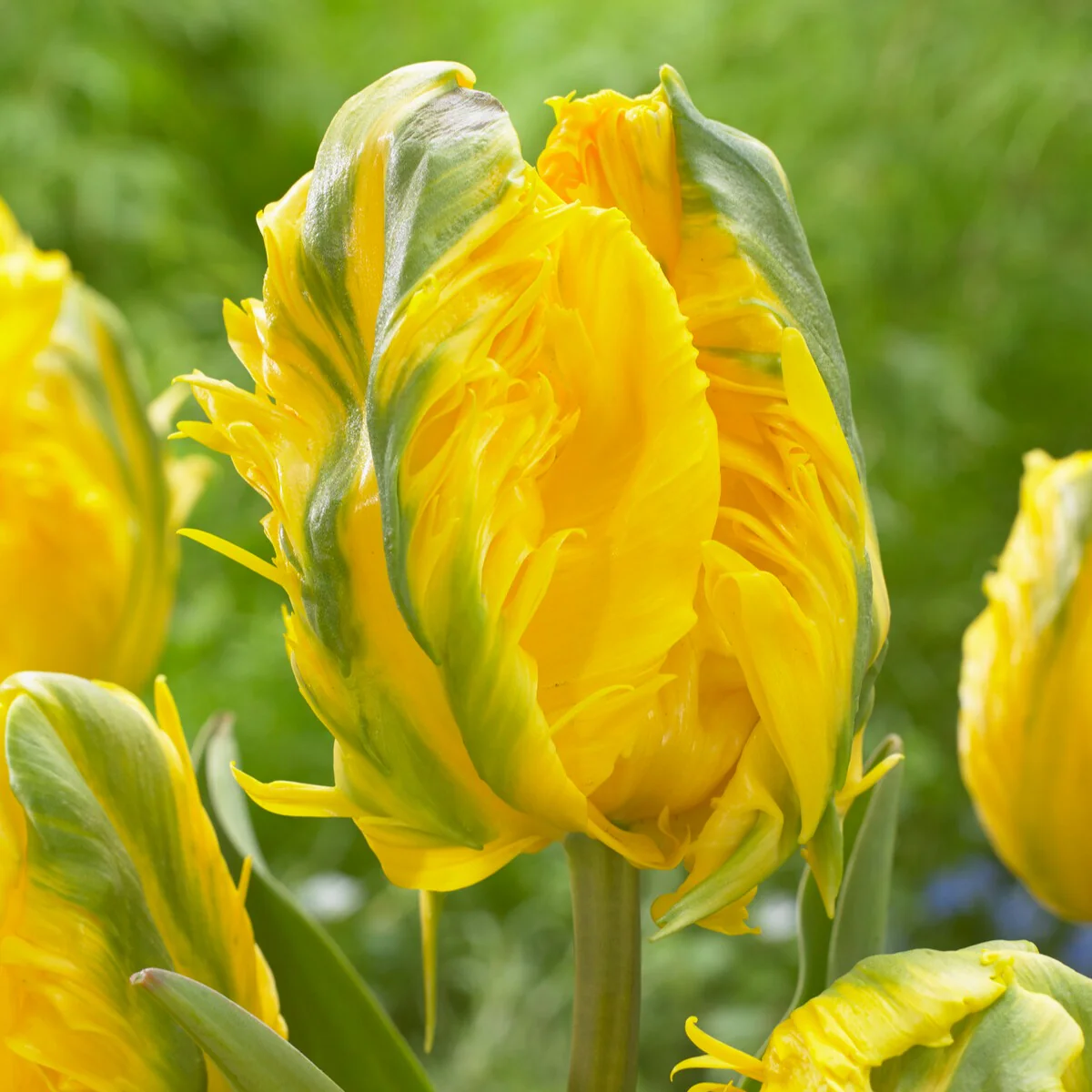 5 Tulipes 'Jan Van Nes Parrot' - Image 2