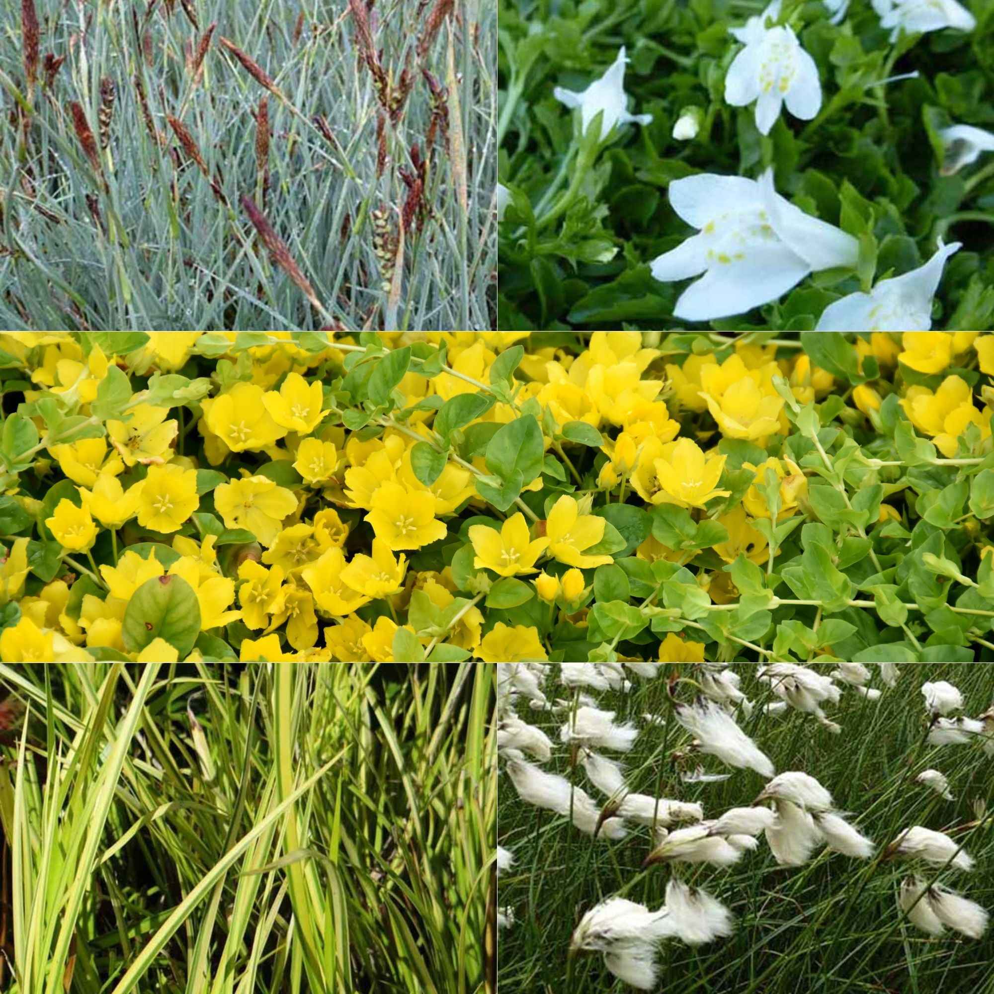 5 plantes de bassin favorables aux insectes en mélange