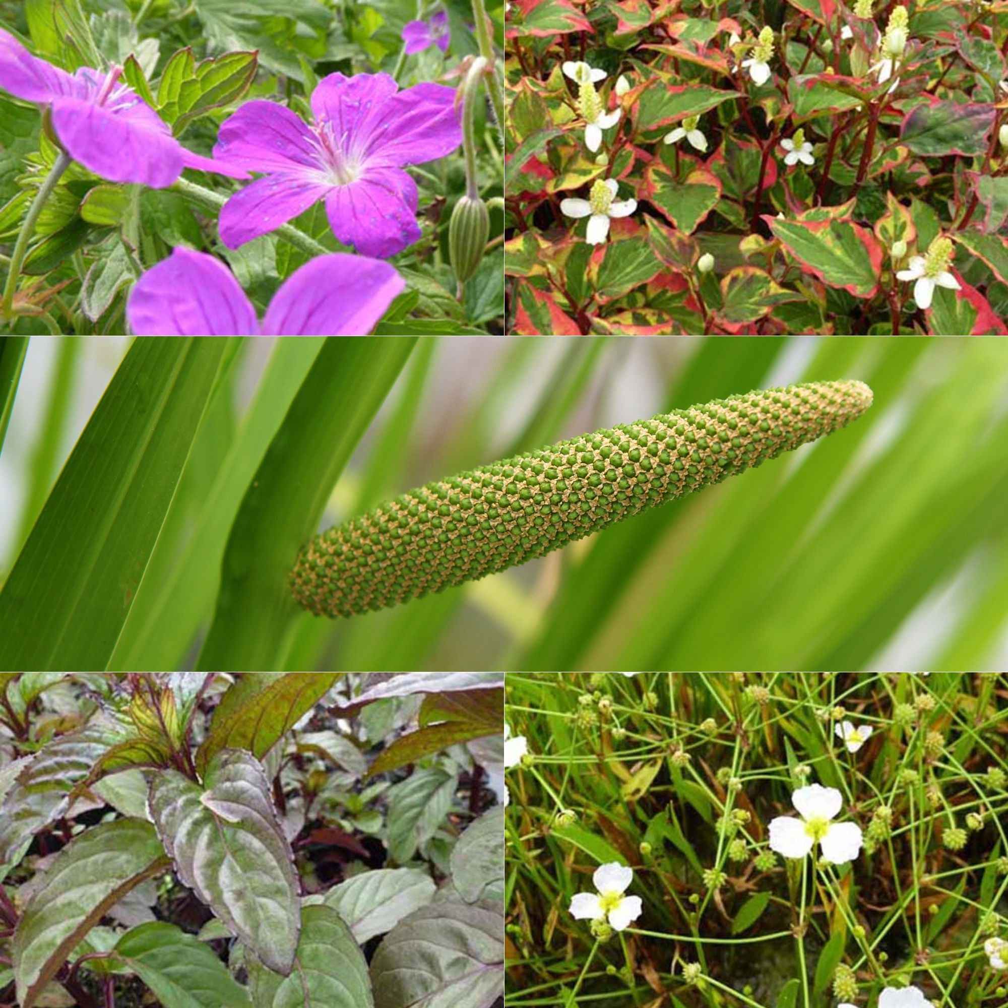 5 plantes de bassin et de berge parfumées en mélange