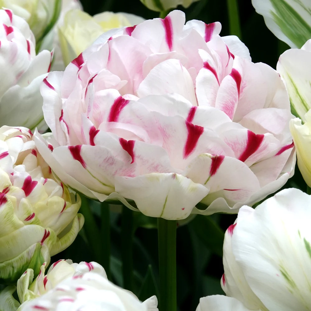 7 Tulipes double Dance line