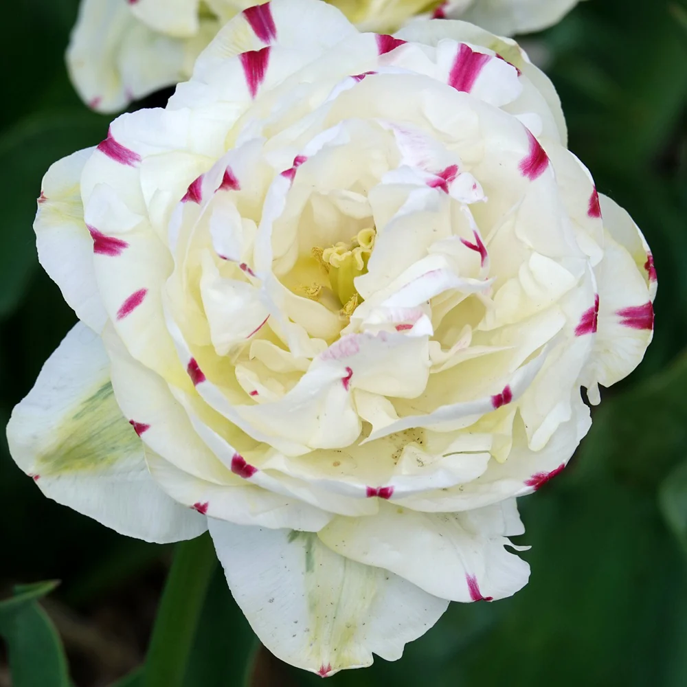 7 Tulipes double Dance line - Image 2