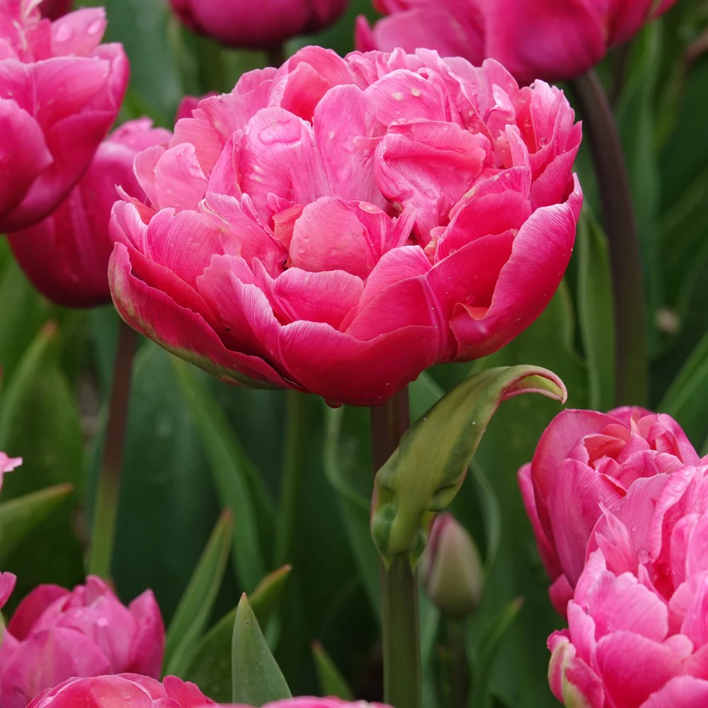 7 Tulipes doubles Amazing Grace - Image 2