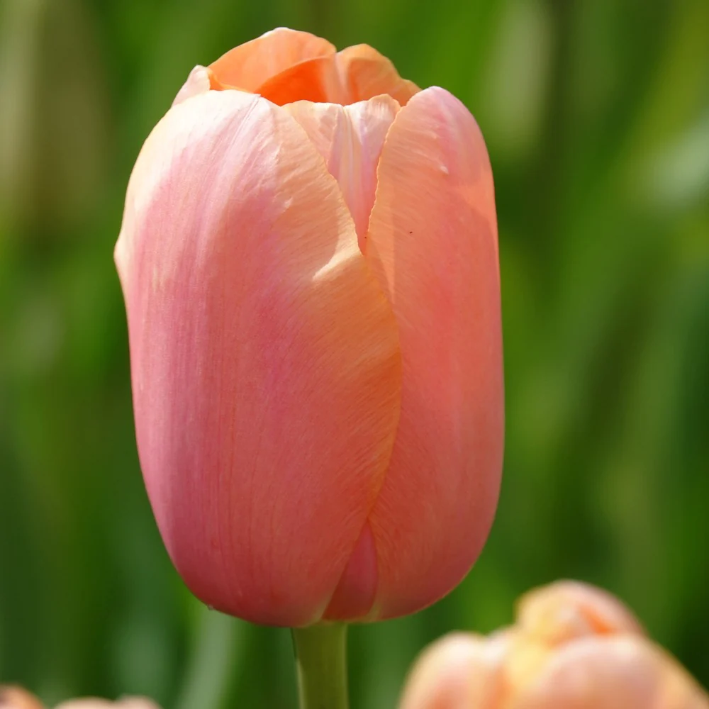 7 Tulipes Menton