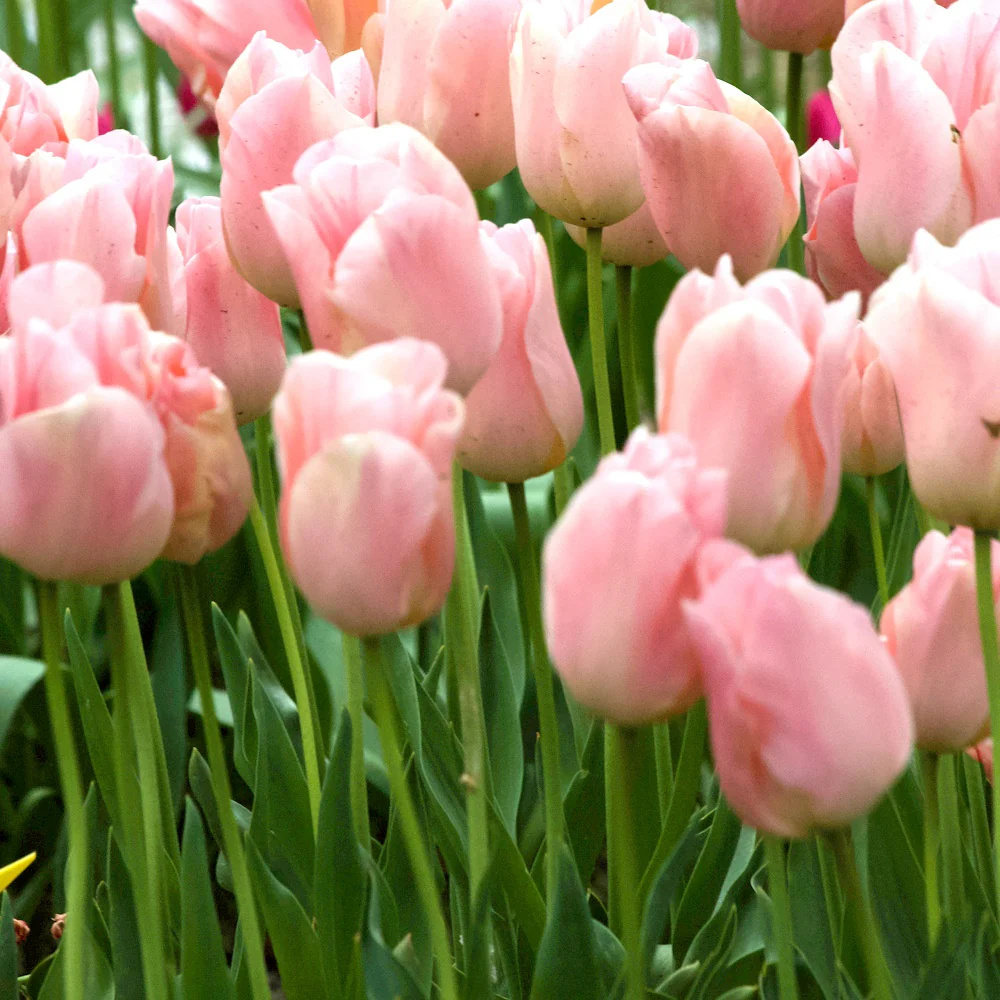 7 Tulipes Triomphe Apricot Beauty