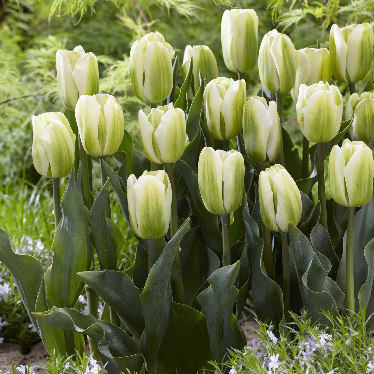 7 Tulipes Triomphe Green Spirit