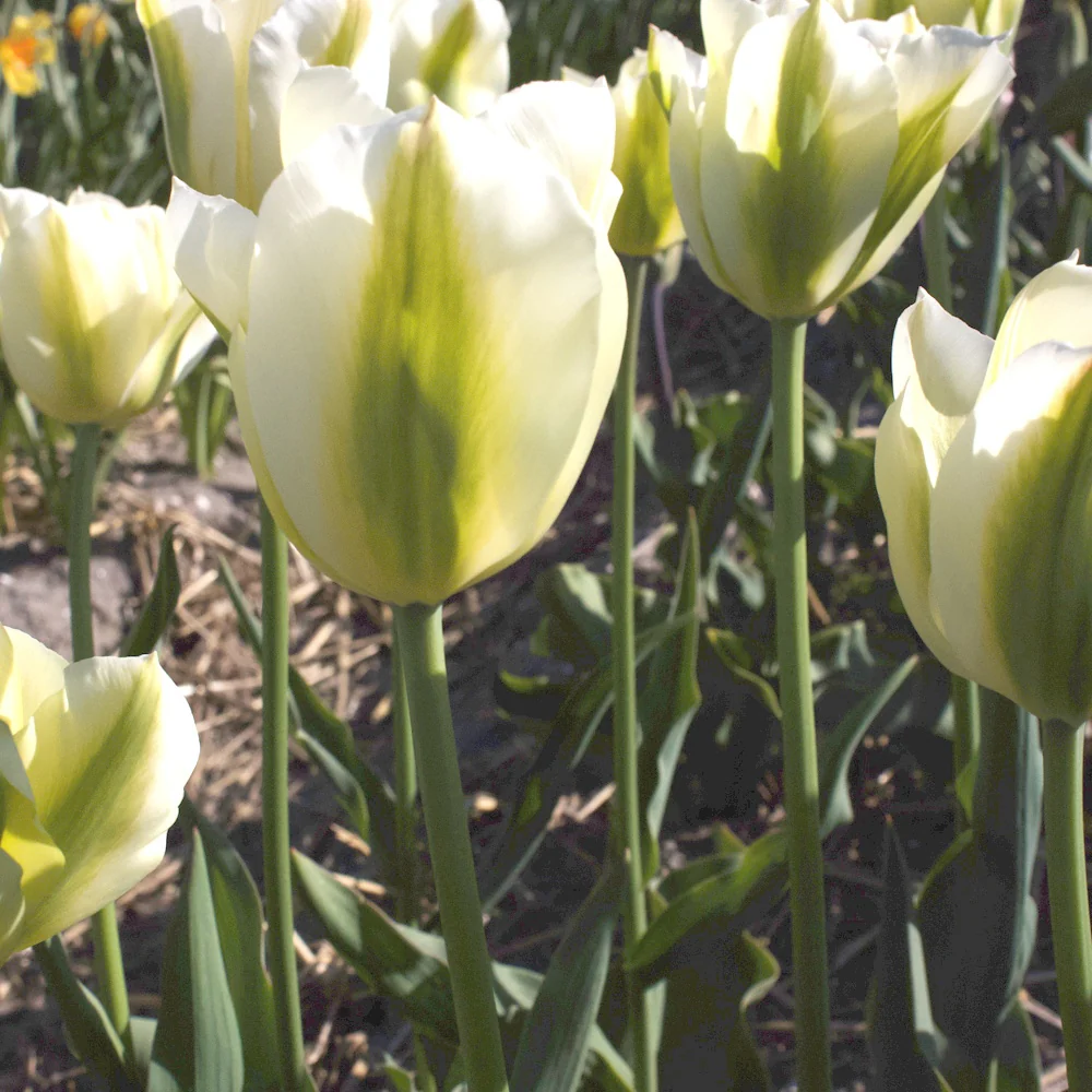 7 Tulipes Triomphe Green Spirit - Image 2