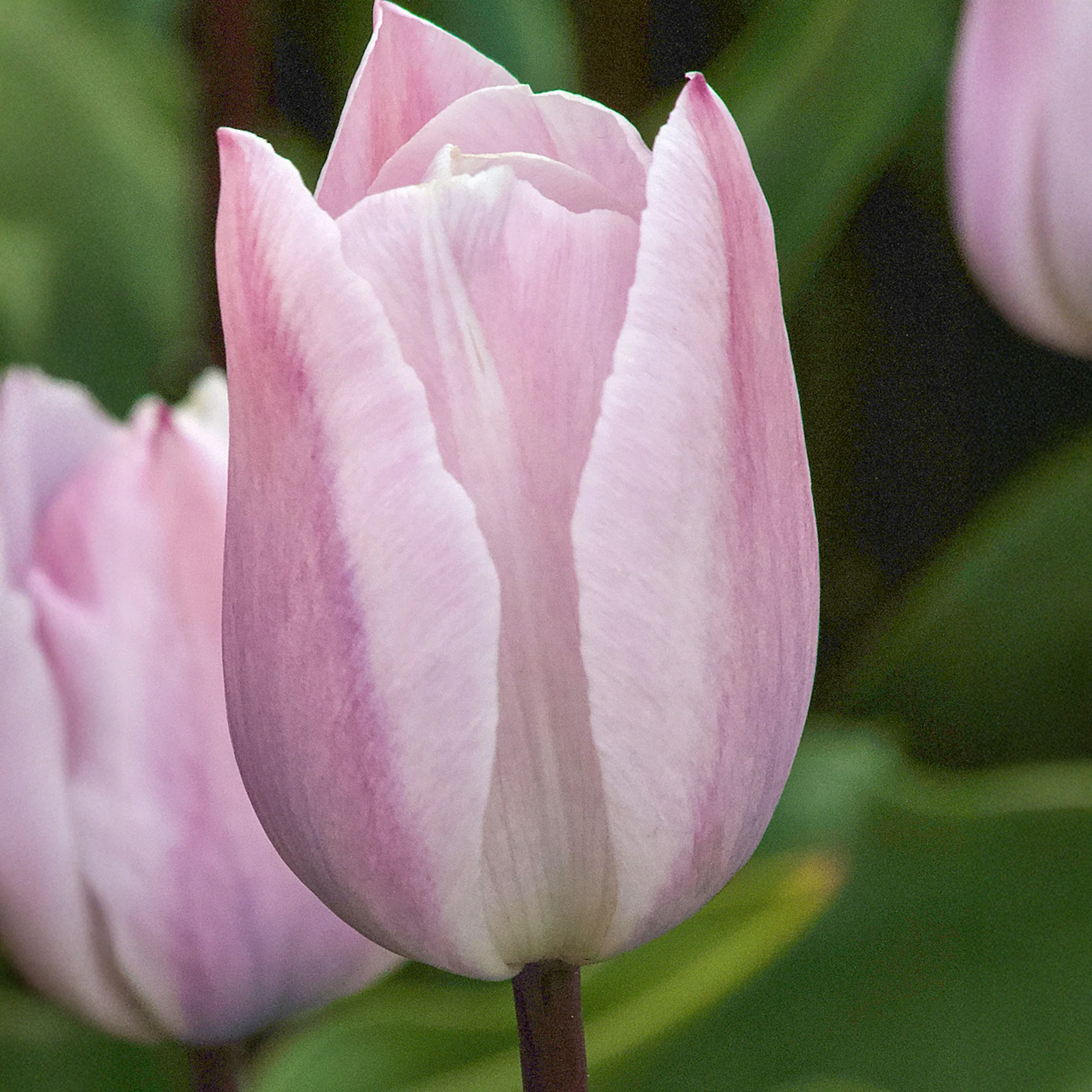 7 Tulipes Triomphe Silver Cloud