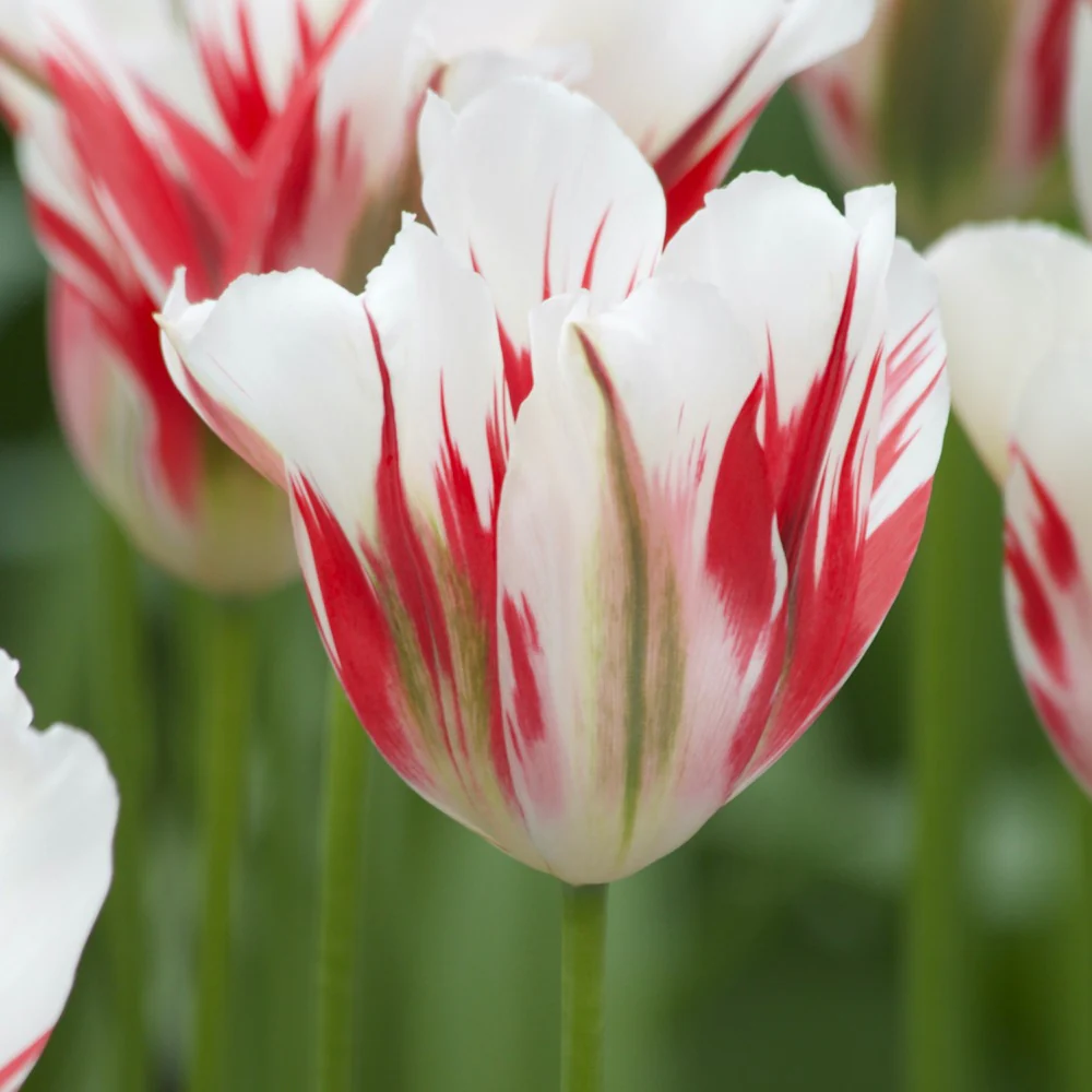 7 Tulipes Viridiflora Flaming spring green - Image 2