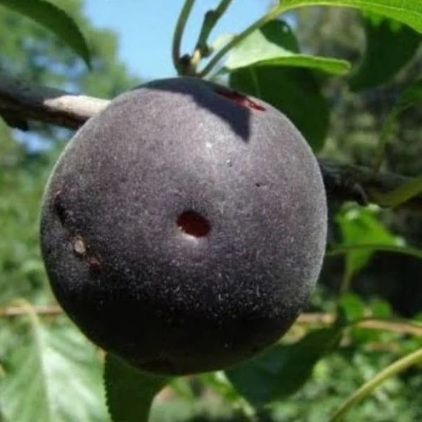 Abricotier noir Biricoccolo