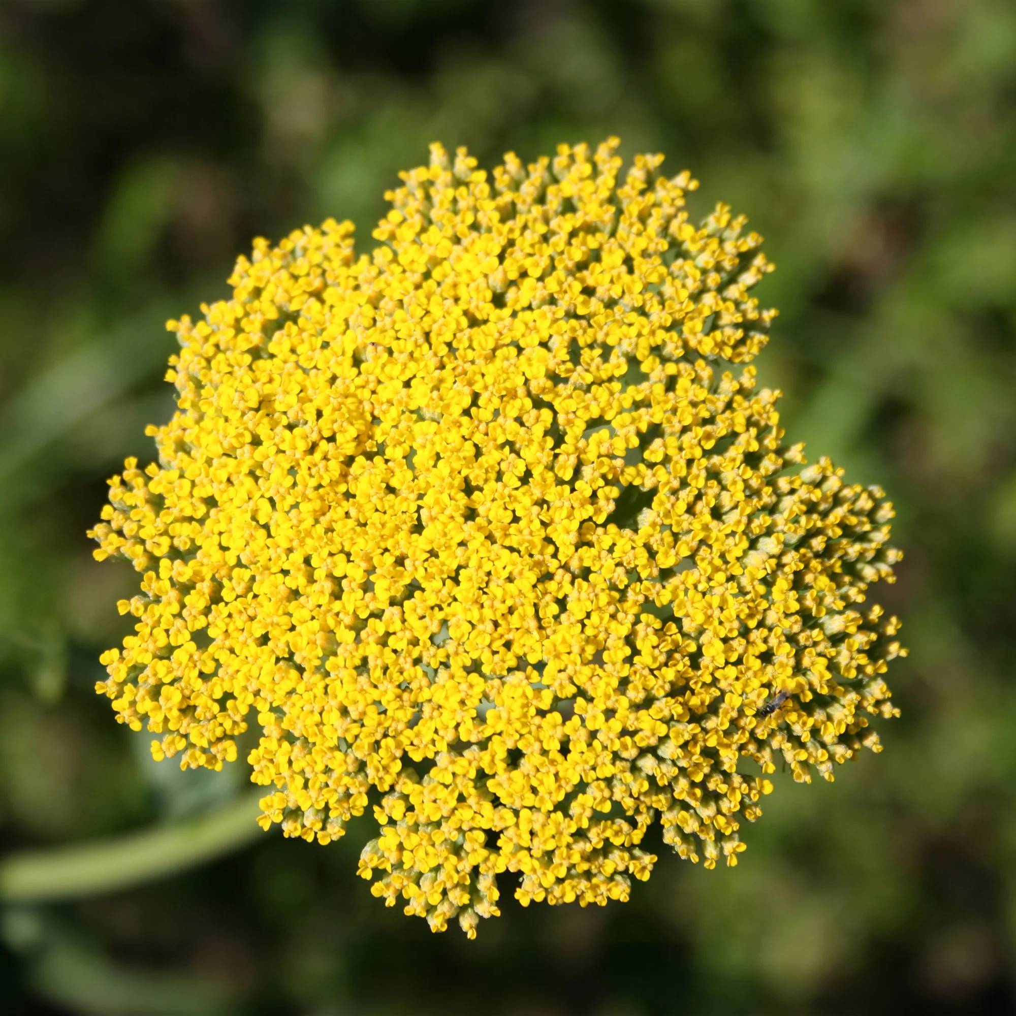 Achillée Cloth Of Gold - Image 4