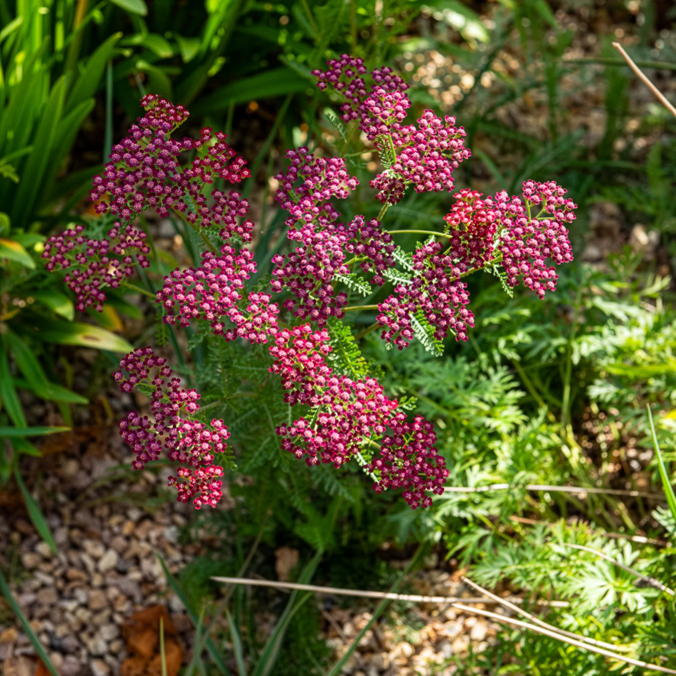 Achillée millefeuille Cassis - Image 3