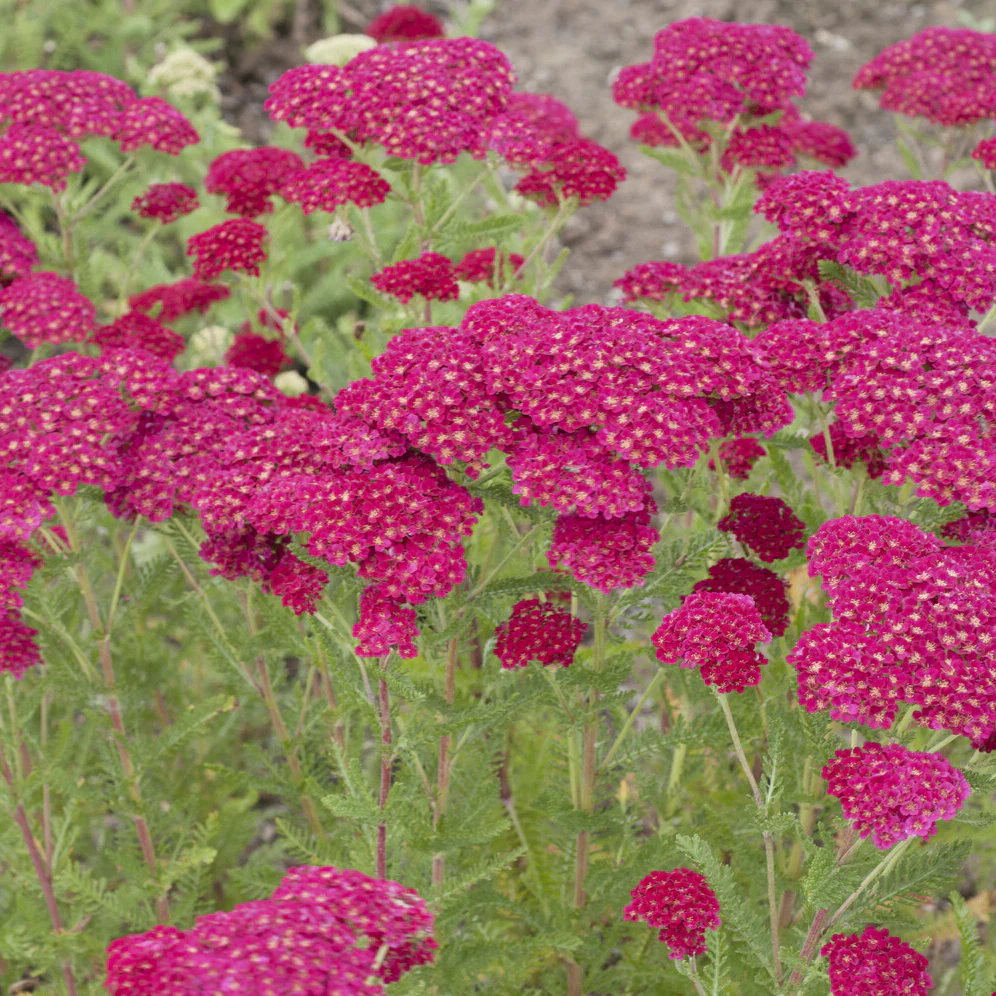 Achillée millefeuille Pomegranate - Image 3