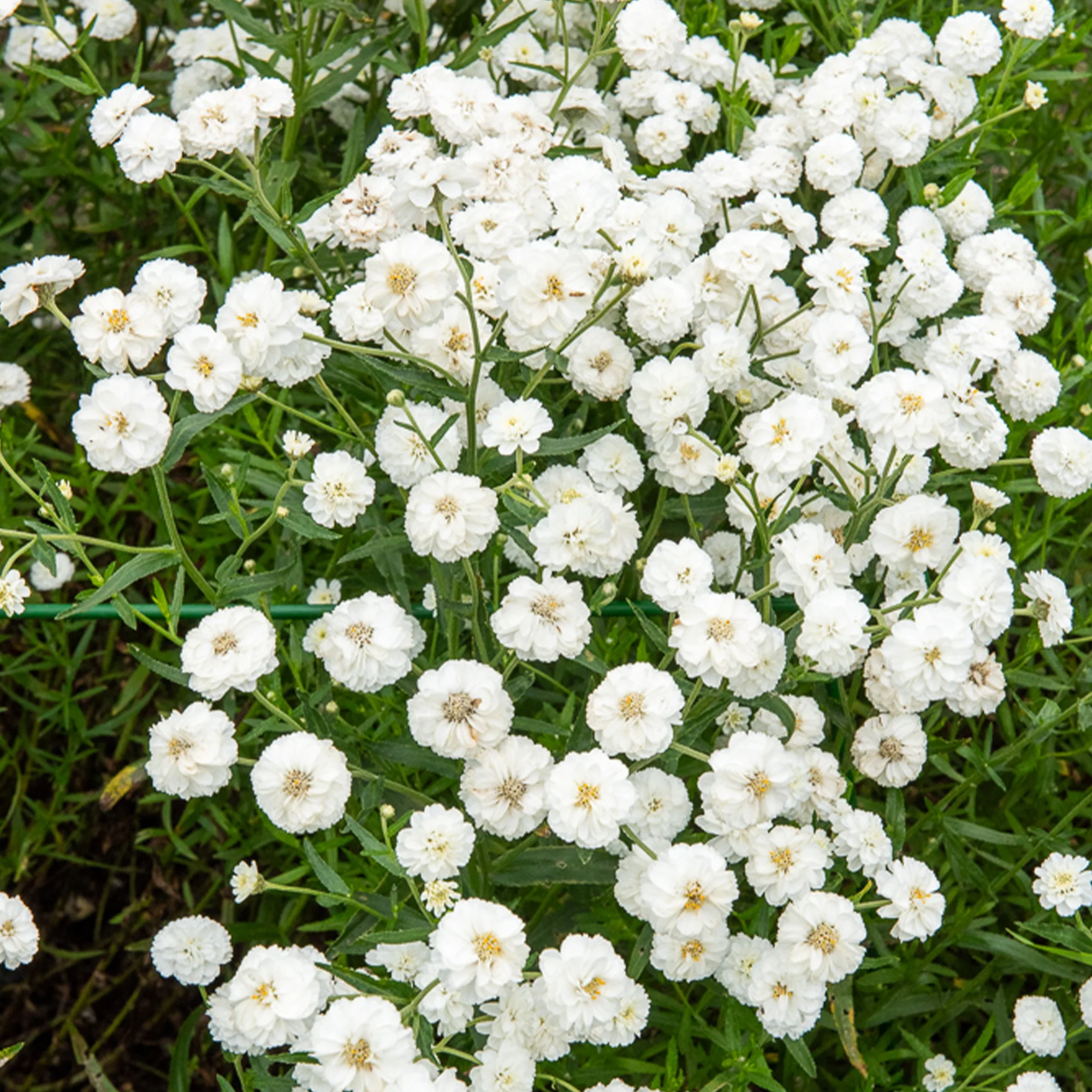 Achillée The Pearl - Image 2