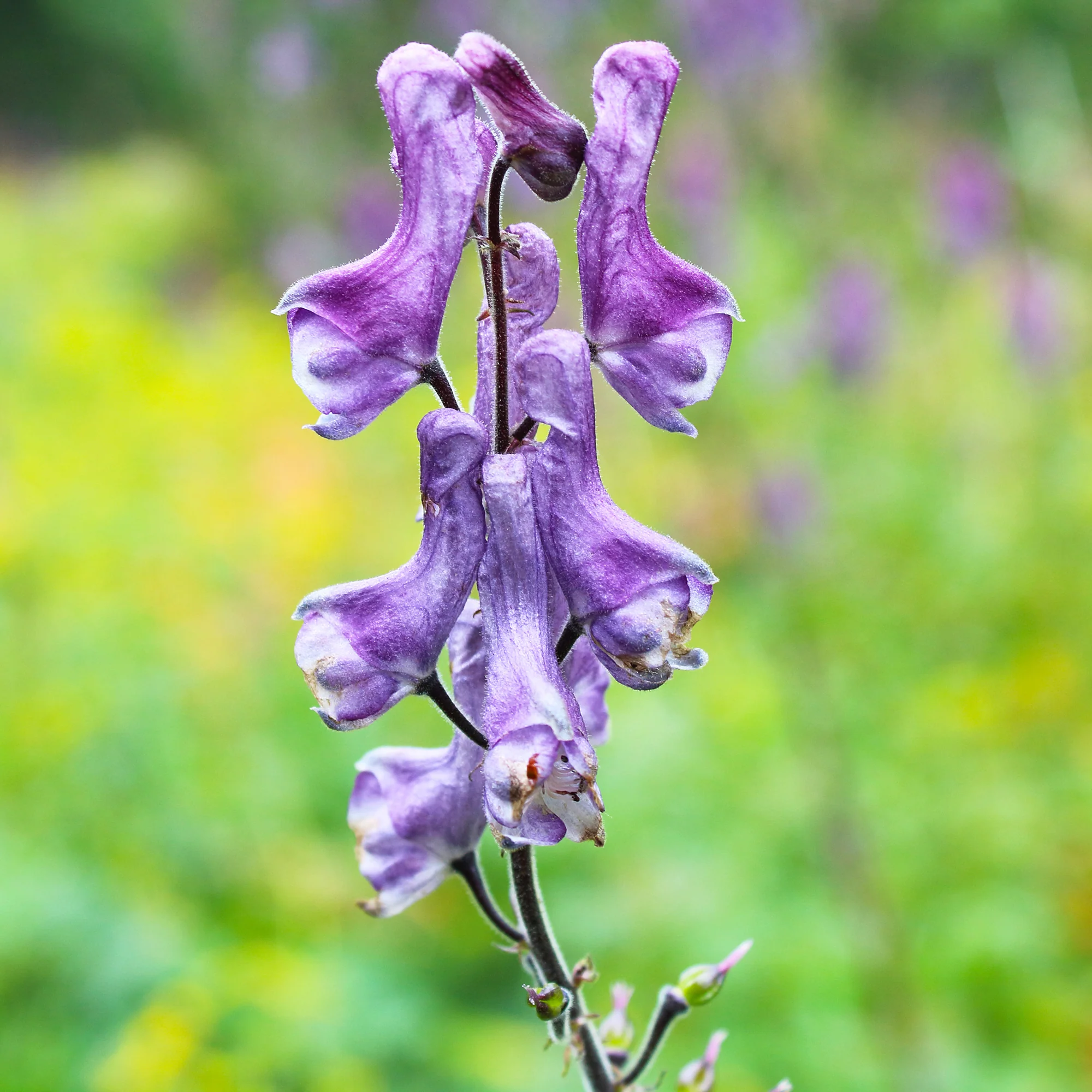 Aconit Purple Sparrow - Image 3