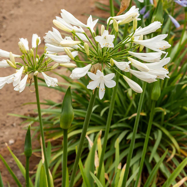 Agapanthe africaine blanche - Image 4