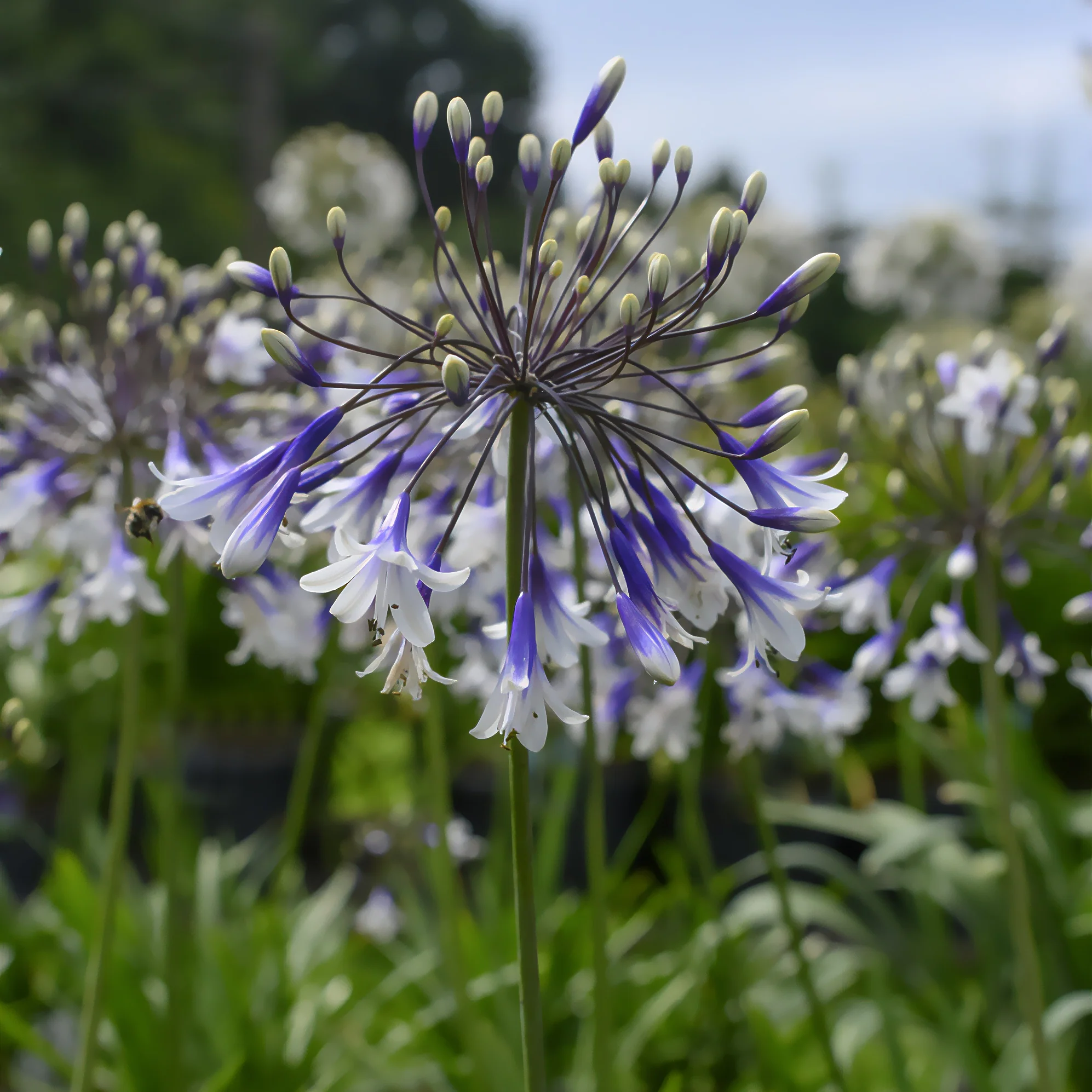 Agapanthe Fireworks