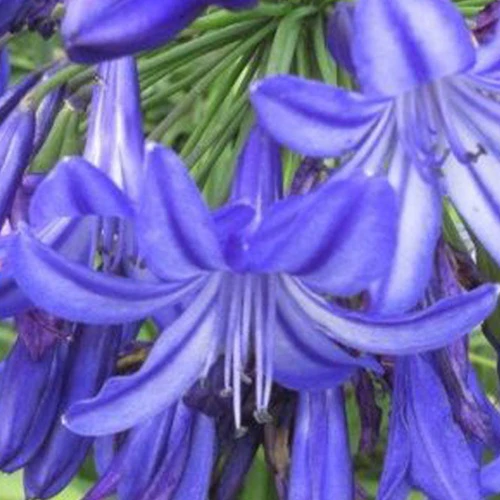 Agapanthe Northern Star