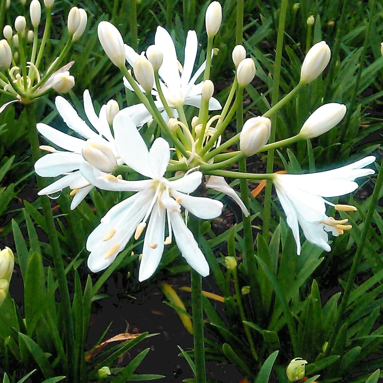 Agapanthe Petit Eskimo
