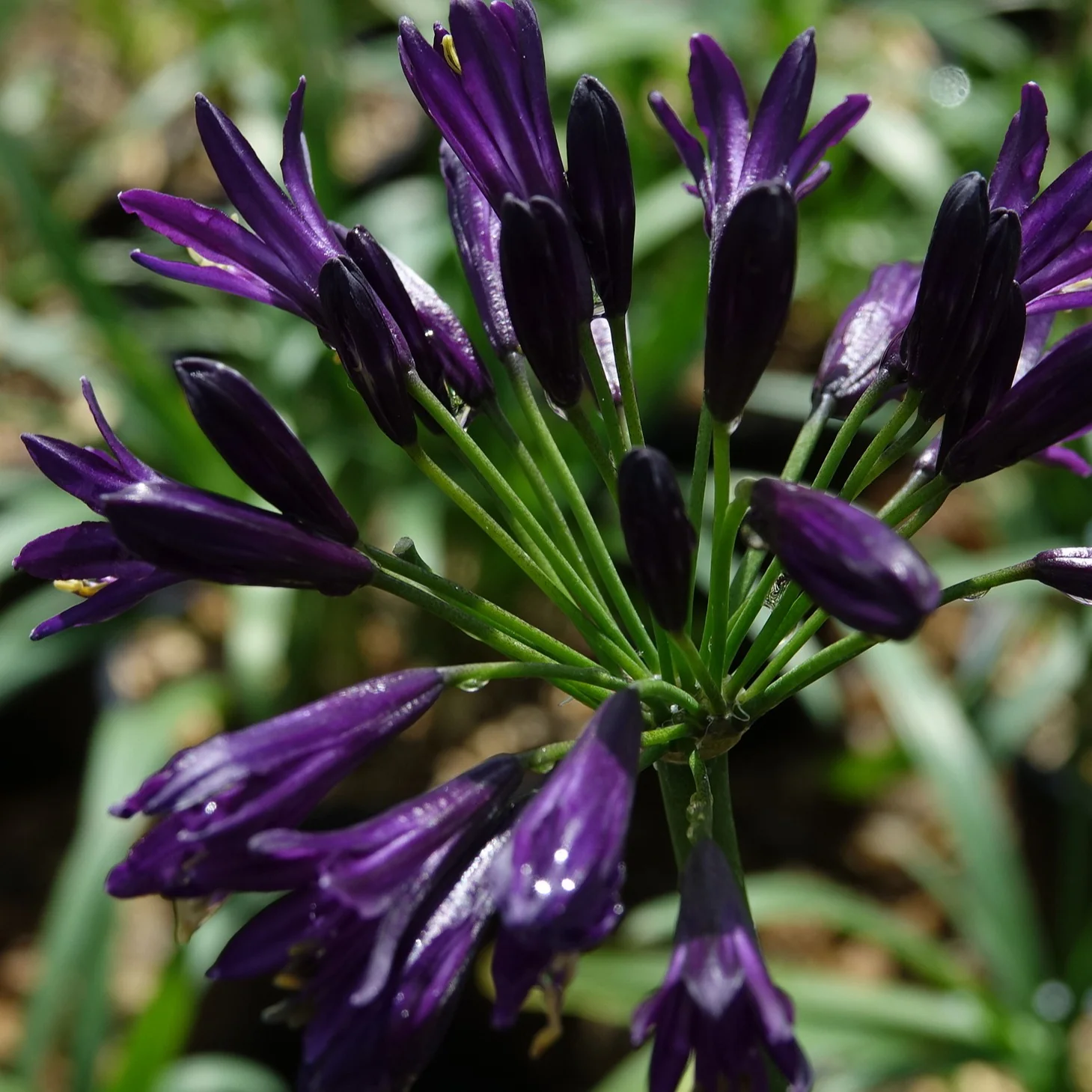 Agapanthe PITCHOUNE ® Violet - Image 2