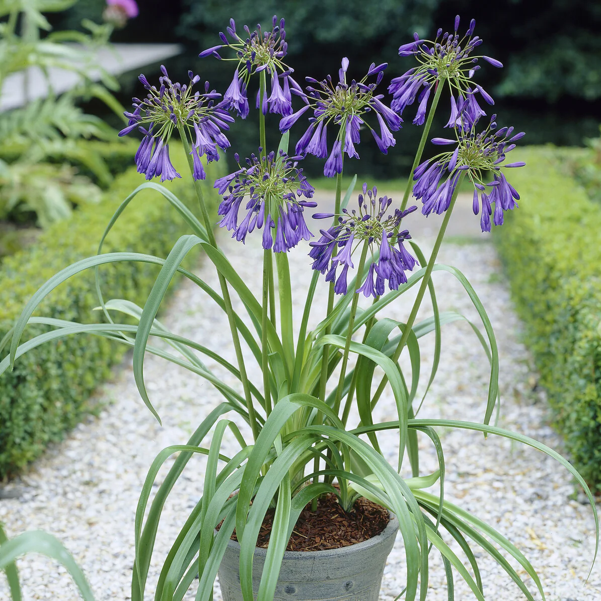 Agapanthe Purple Cloud
