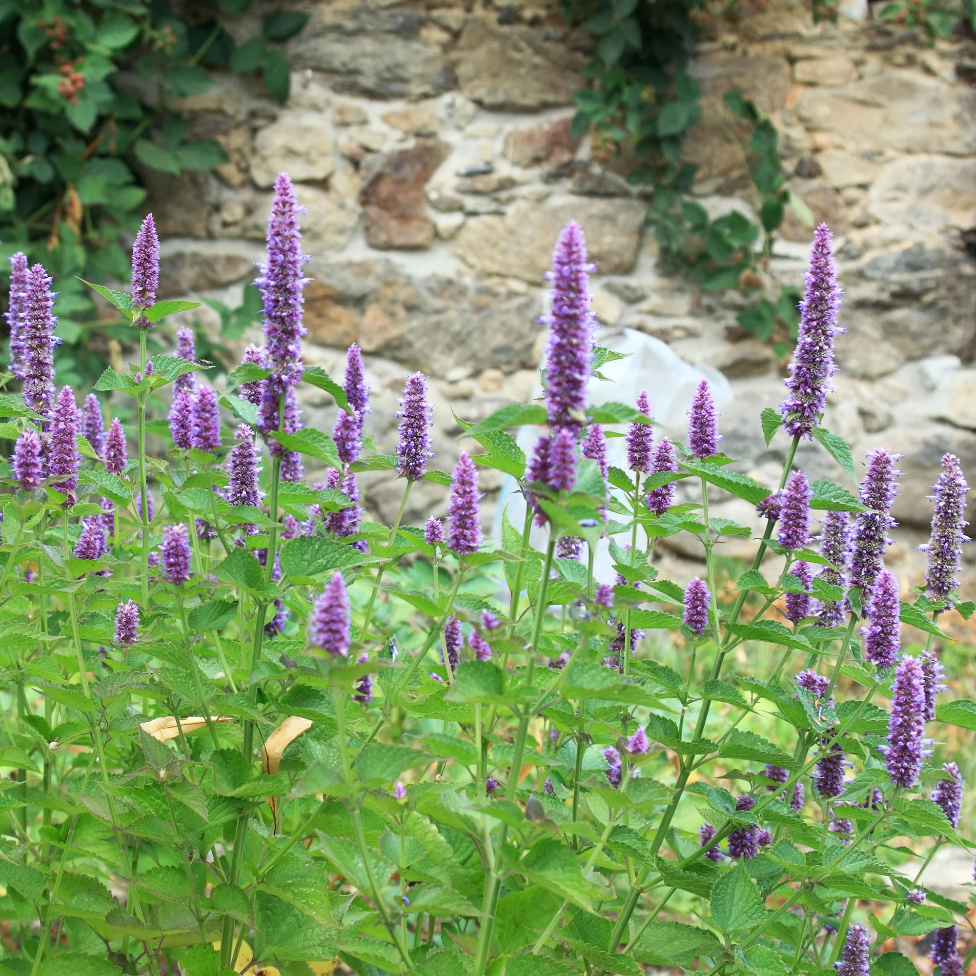 Agastache fenouil - Image 3