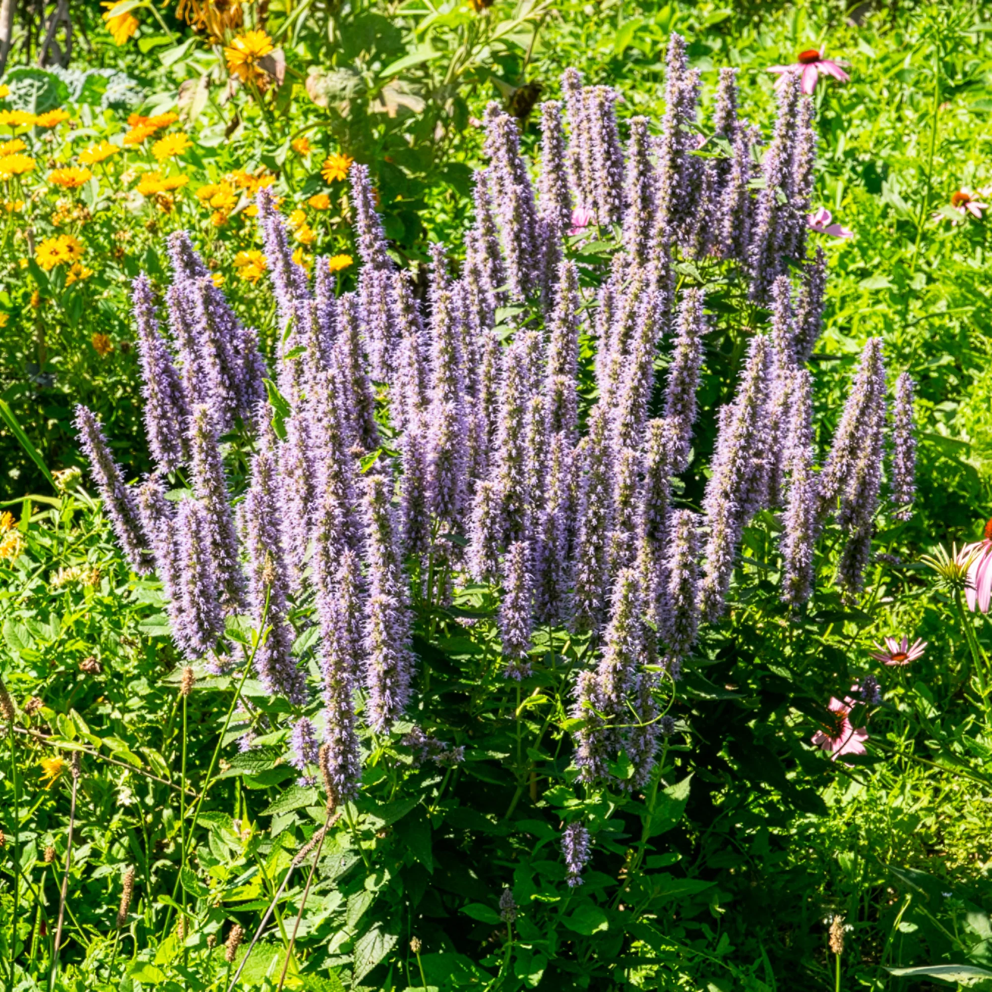Agastache fenouil - Image 4