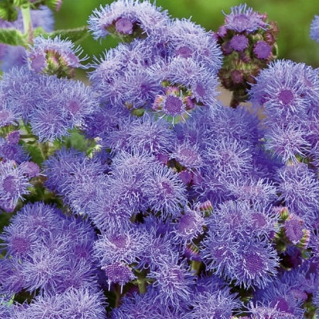 Agérate du Mexique Blue Mink