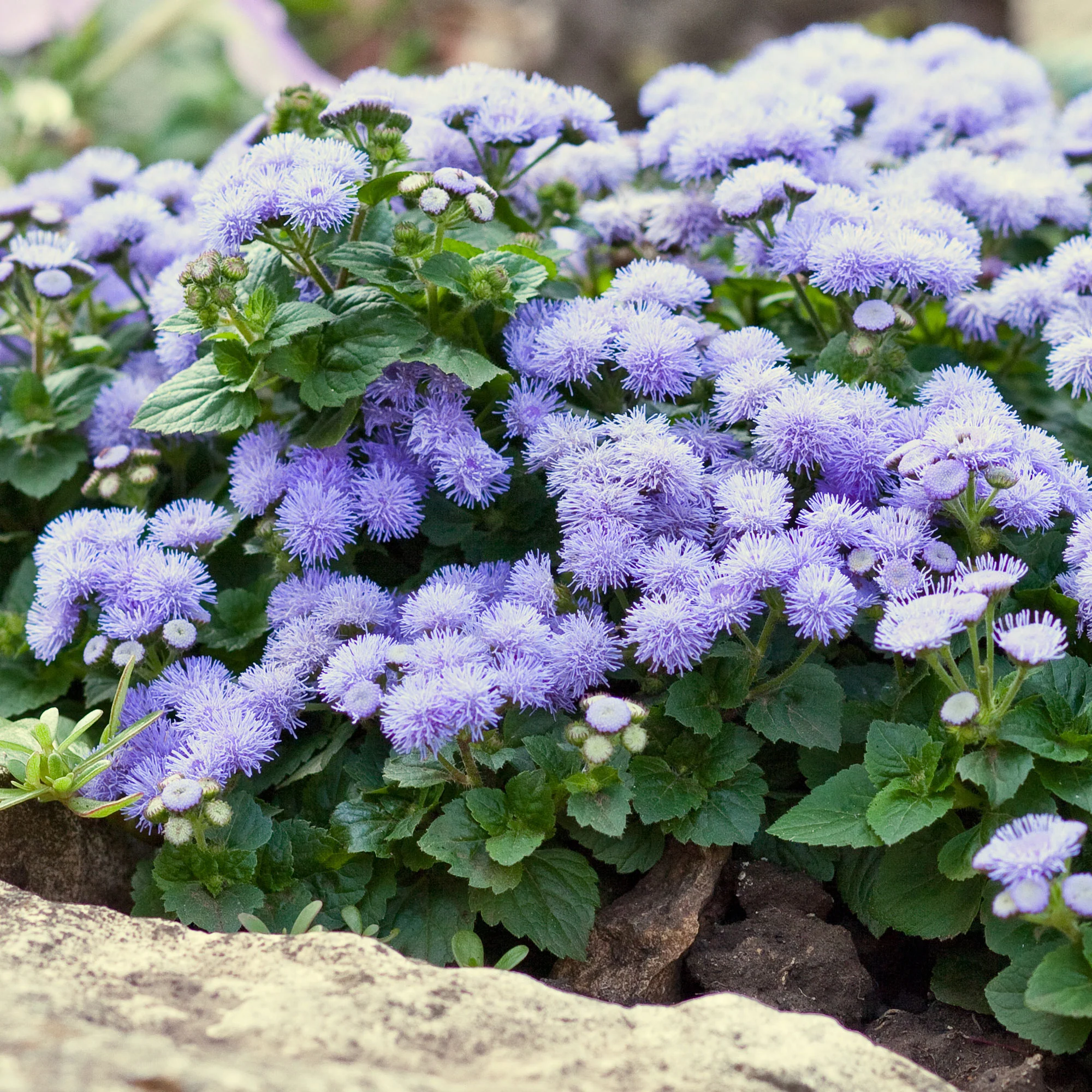 Ageratum bleu - Image 3