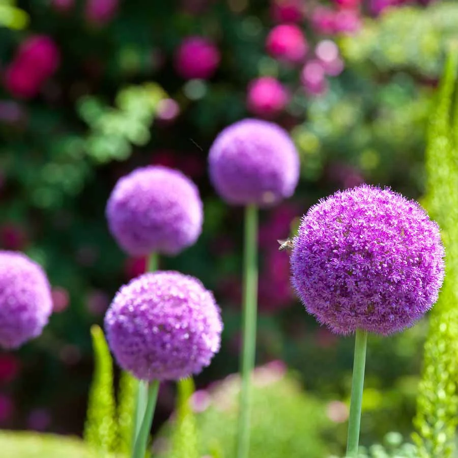 3 Alliums d'ornement Globemaster - Image 4