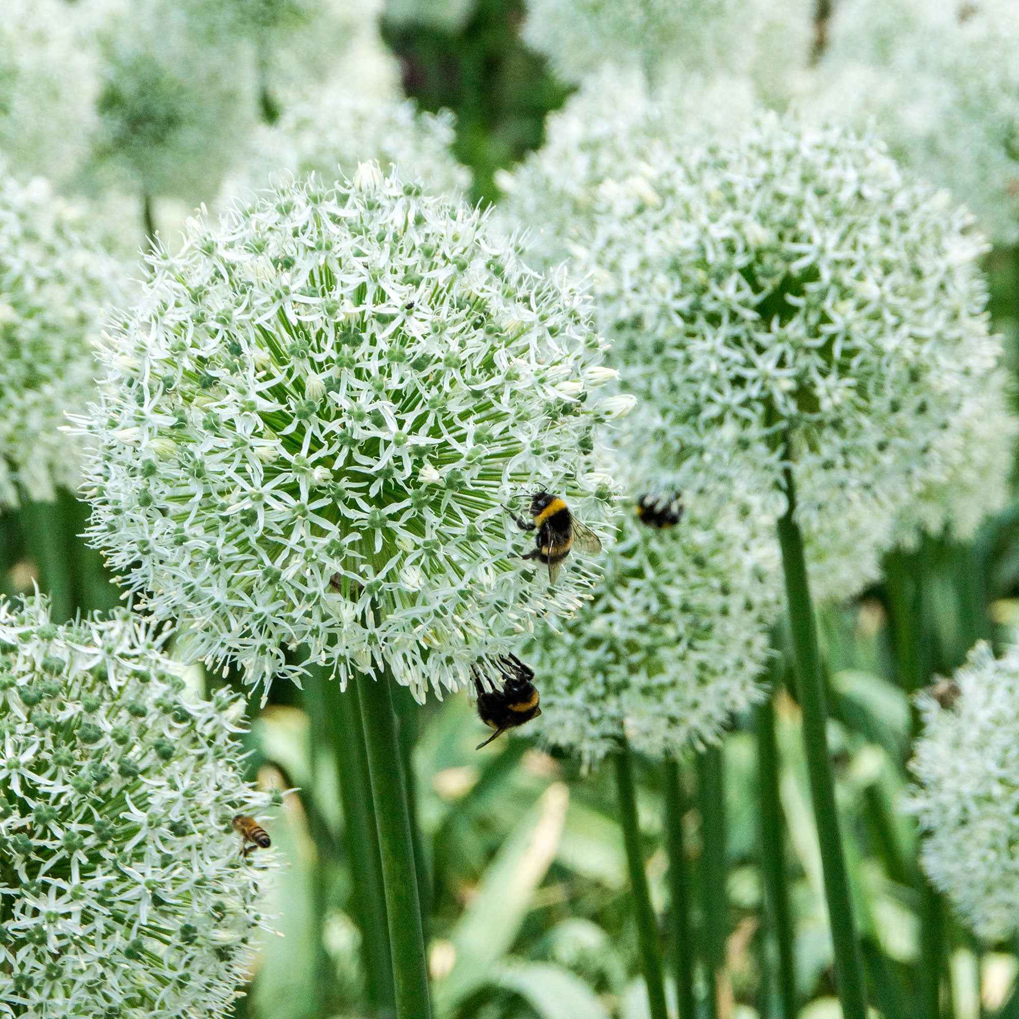2 Alliums Mount Everest - Image 4