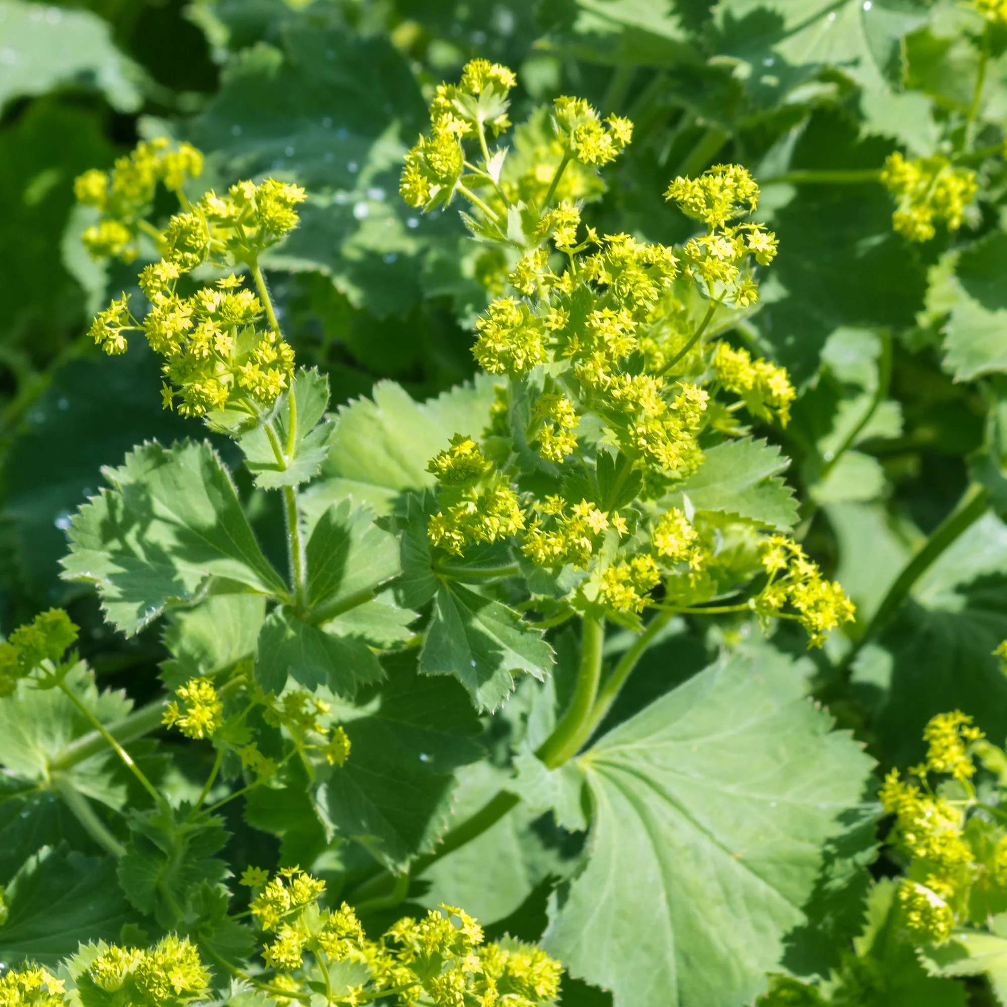 Alchemille vulgaris