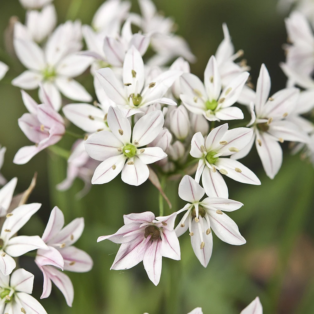 25 Alliums Caméléon - Image 3