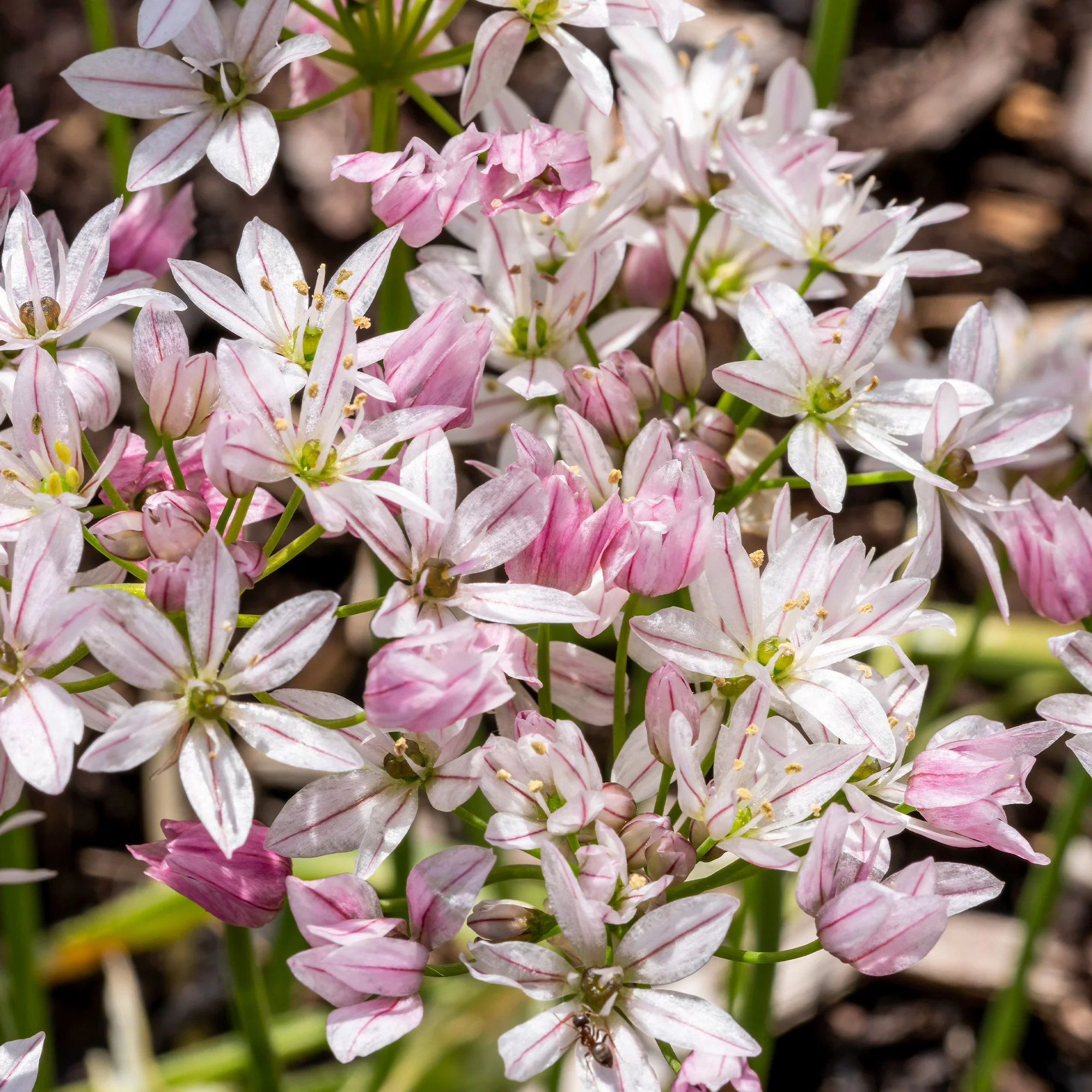 25 Alliums Caméléon - Image 5