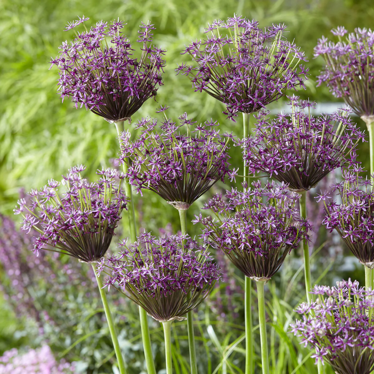 Alliums Miami