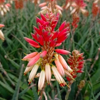 Aloe Safari Sunrise - Image 2